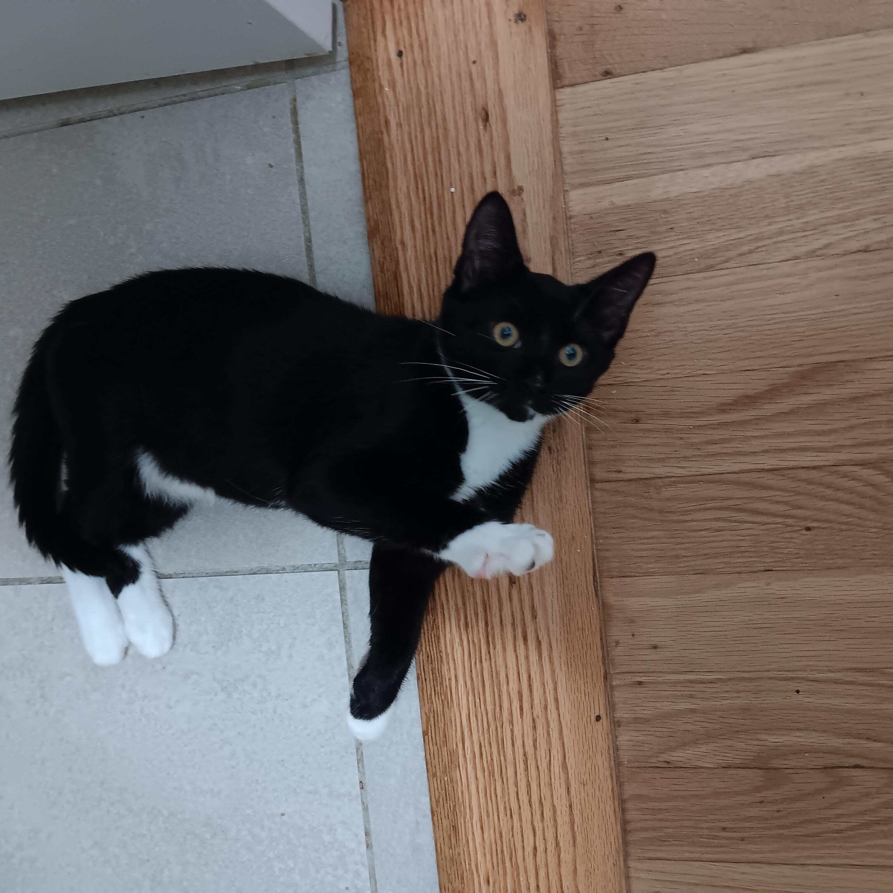 Enlarge Socks, a ADOPTABLE Domestic Short Hair in Melrose, MA image 2/3