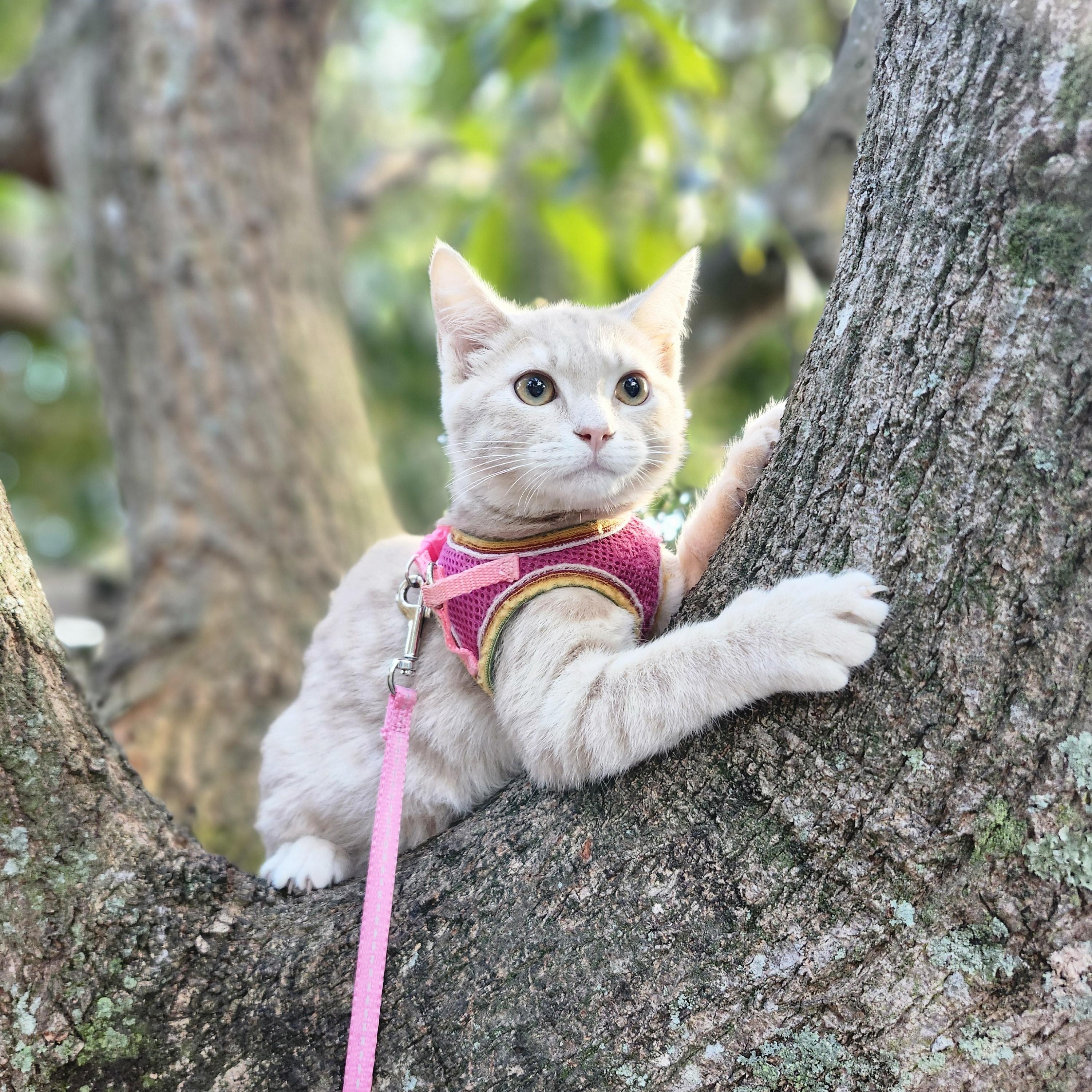 Enlarge Lyra, a Adoptable Domestic Short Hair in Gainesville, FL image 5/5