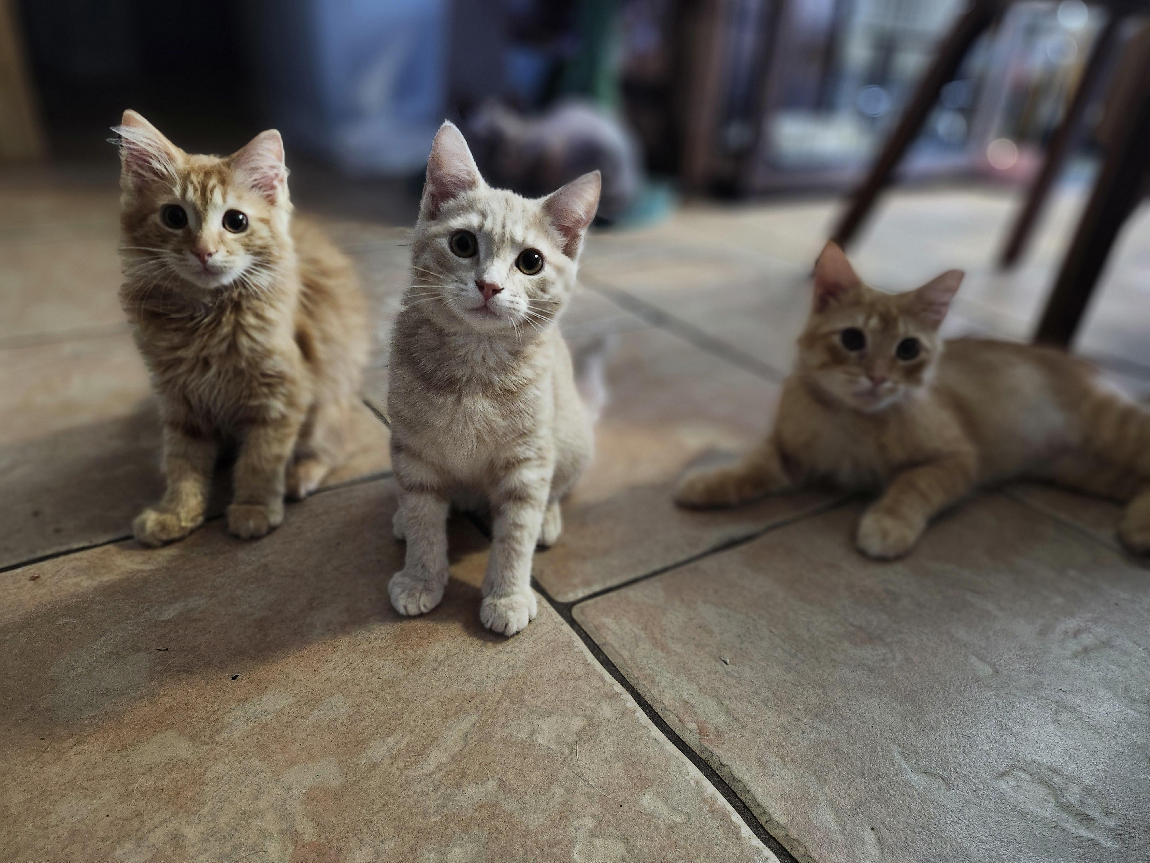 Enlarge Lyra, a Adoptable Domestic Short Hair in Gainesville, FL image 4/5