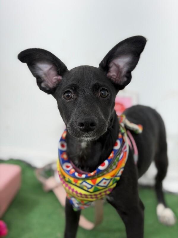 Whizzer-One of our Amazing Rescue Dogs, adopted, Puppy Male Greyhound & Whippet.