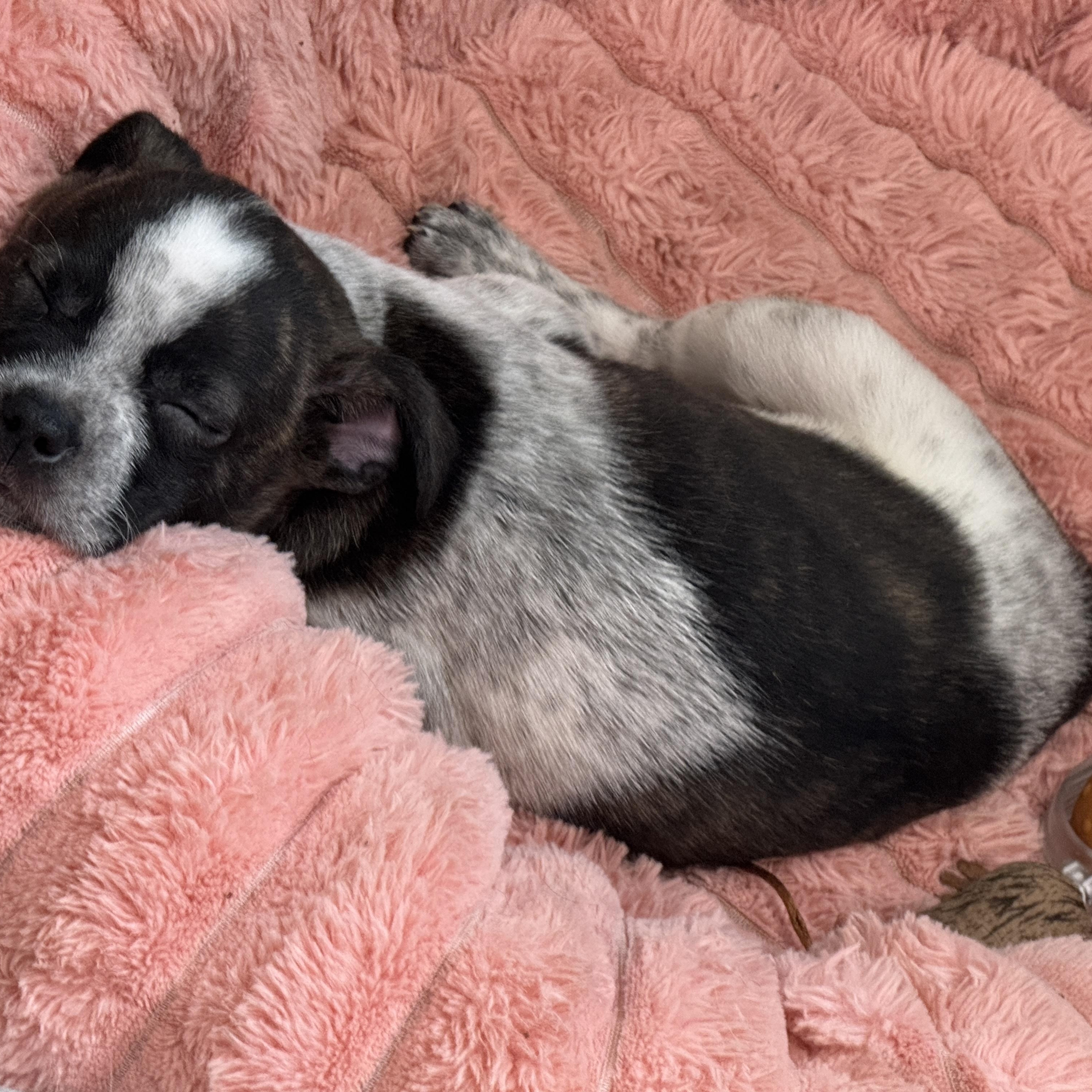 Basil, a ADOPTABLE mixed breed in Baker, LA image 1/2