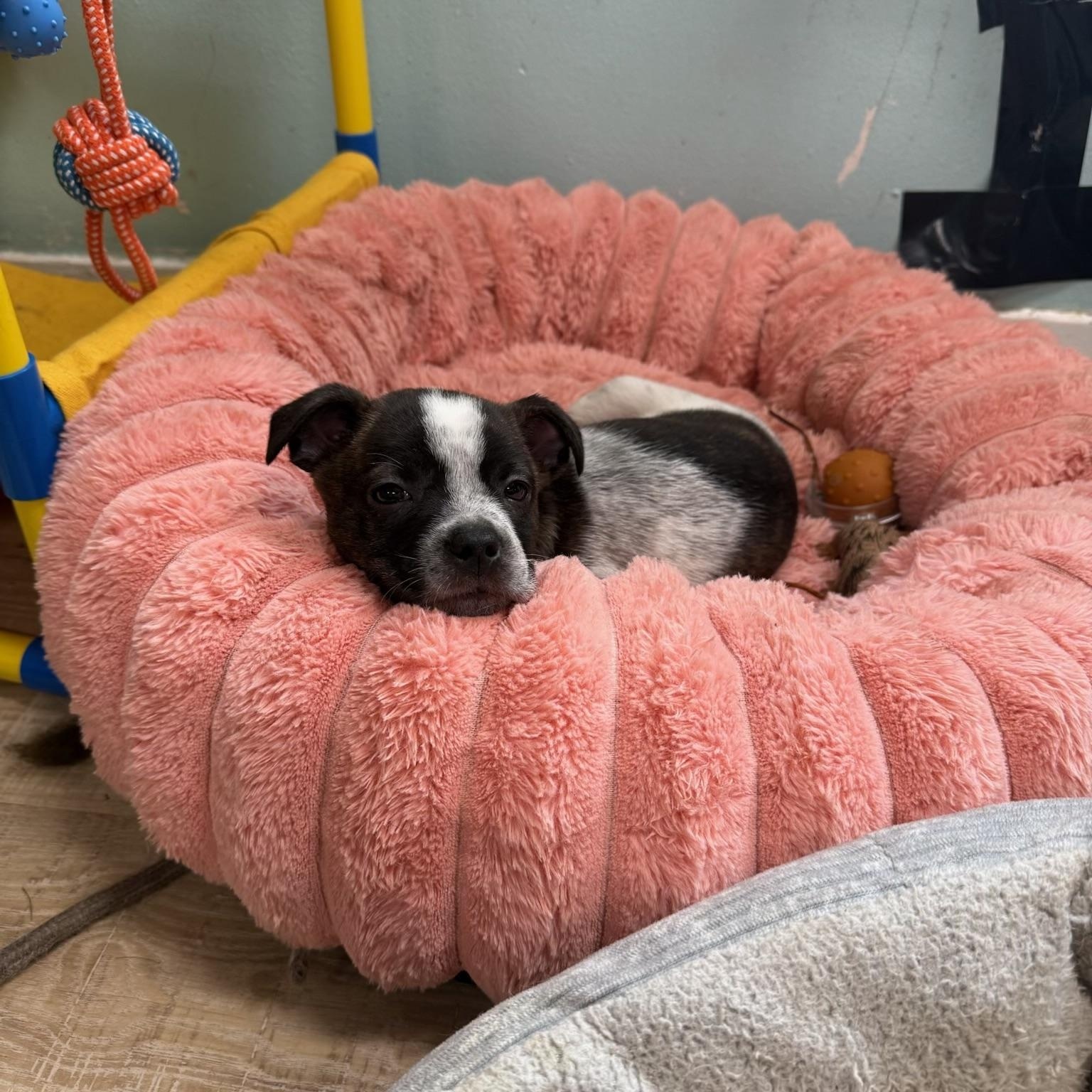 Basil, a ADOPTABLE mixed breed in Baker, LA image 2/2