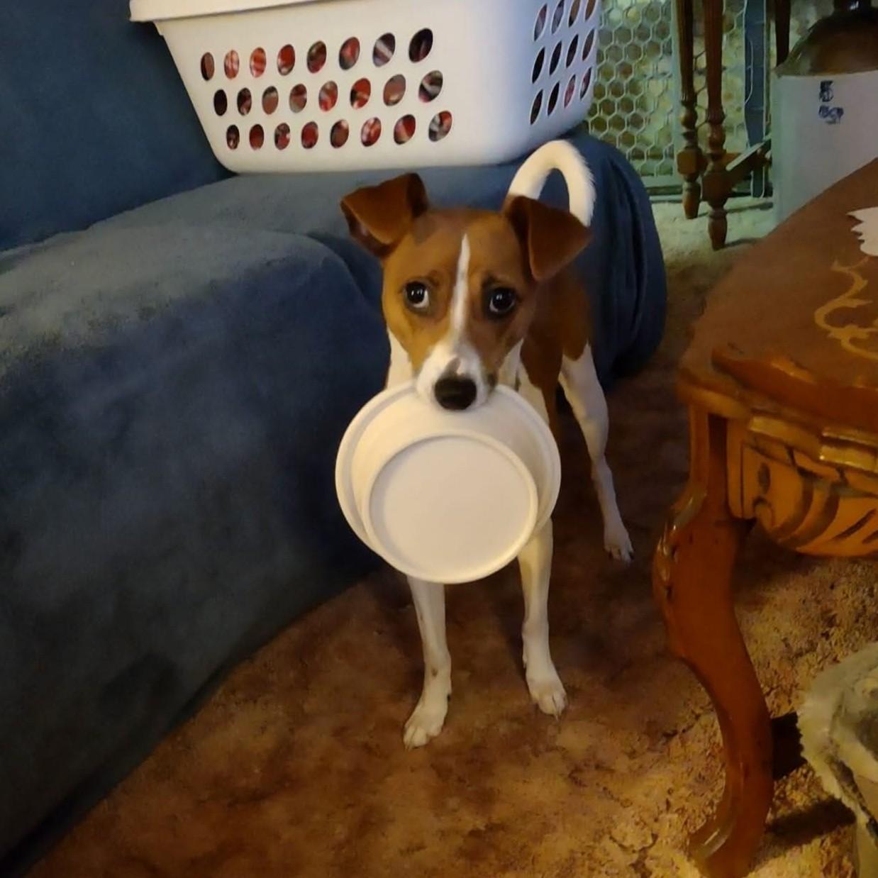 Enlarge Katie Courtesy Listing, a Adopted Jack Russell Terrier in Midland, MI image 4/4
