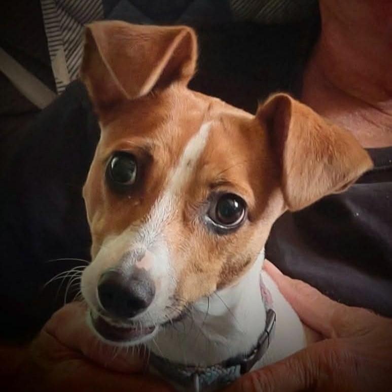 Enlarge Katie Courtesy Listing, a Adopted Jack Russell Terrier in Midland, MI image 2/4