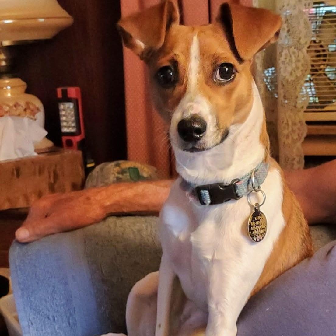 Enlarge Katie Courtesy Listing, a Adopted Jack Russell Terrier in Midland, MI image 3/4
