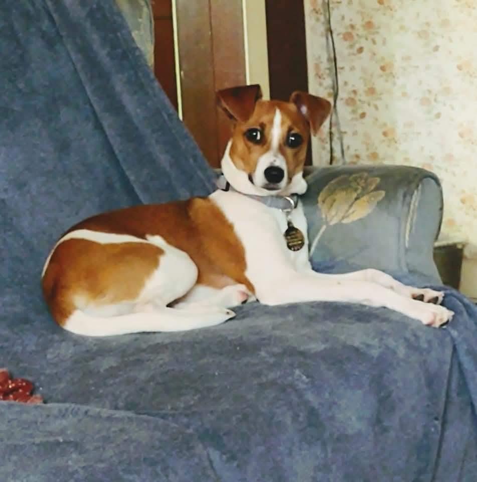 Katie Courtesy Listing, Adoptable, Adult Female Jack Russell Terrier.