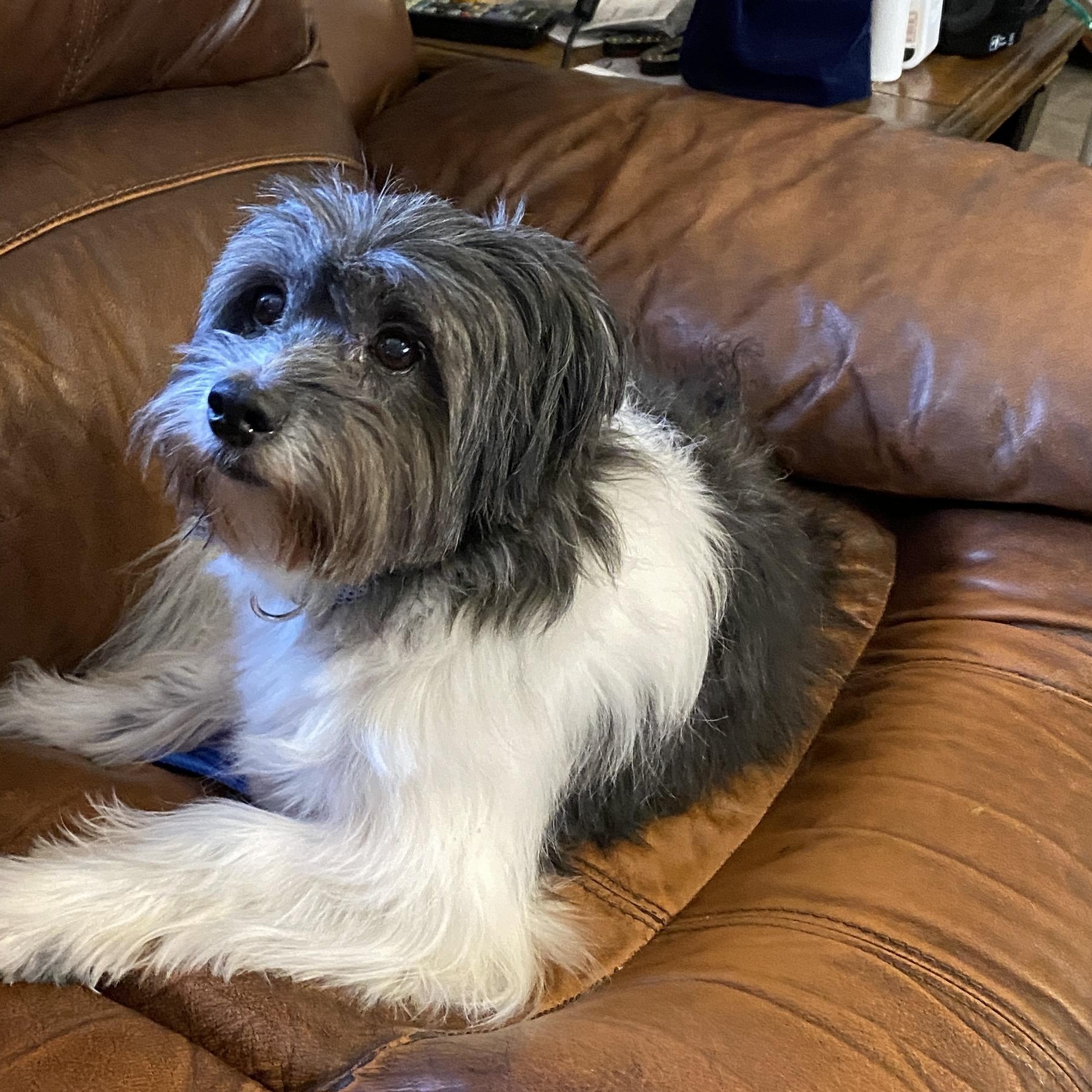 Gizmo, Adoptable, Adult Male Shih Tzu.