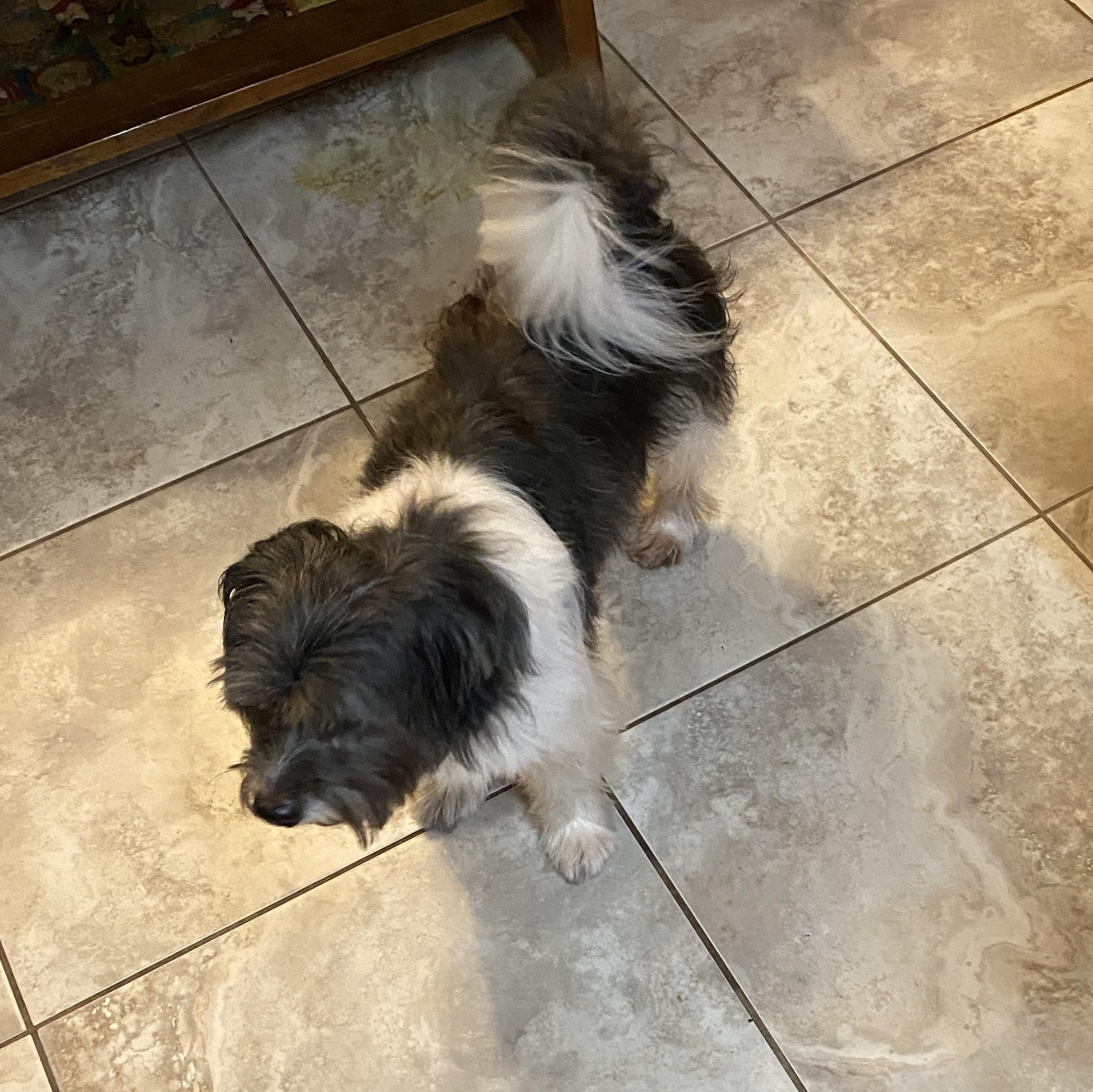 Gizmo, a Adoptable mixed breed in Bradenton, FL image 3/6