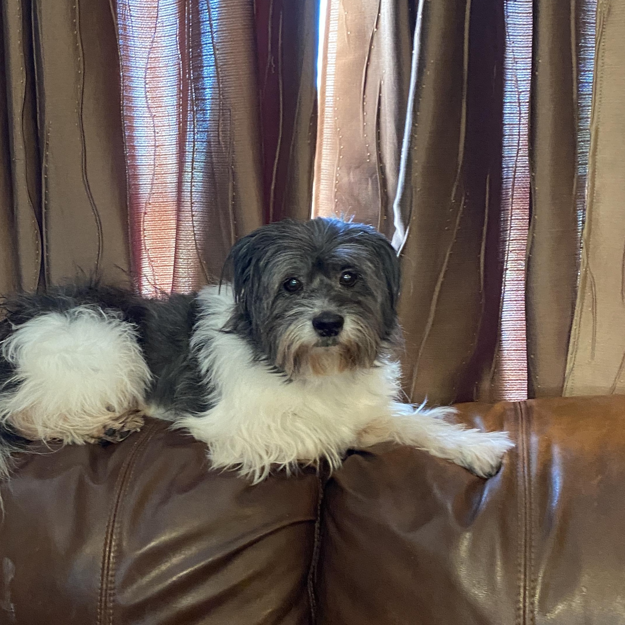 Gizmo And Gretta thumbnail 4