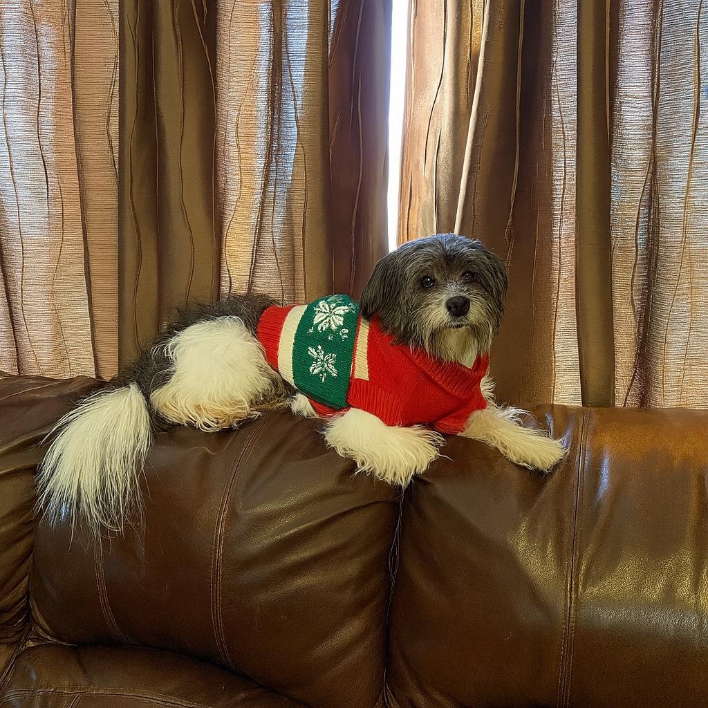 Gizmo, a Adoptable mixed breed in Bradenton, FL image 2/6