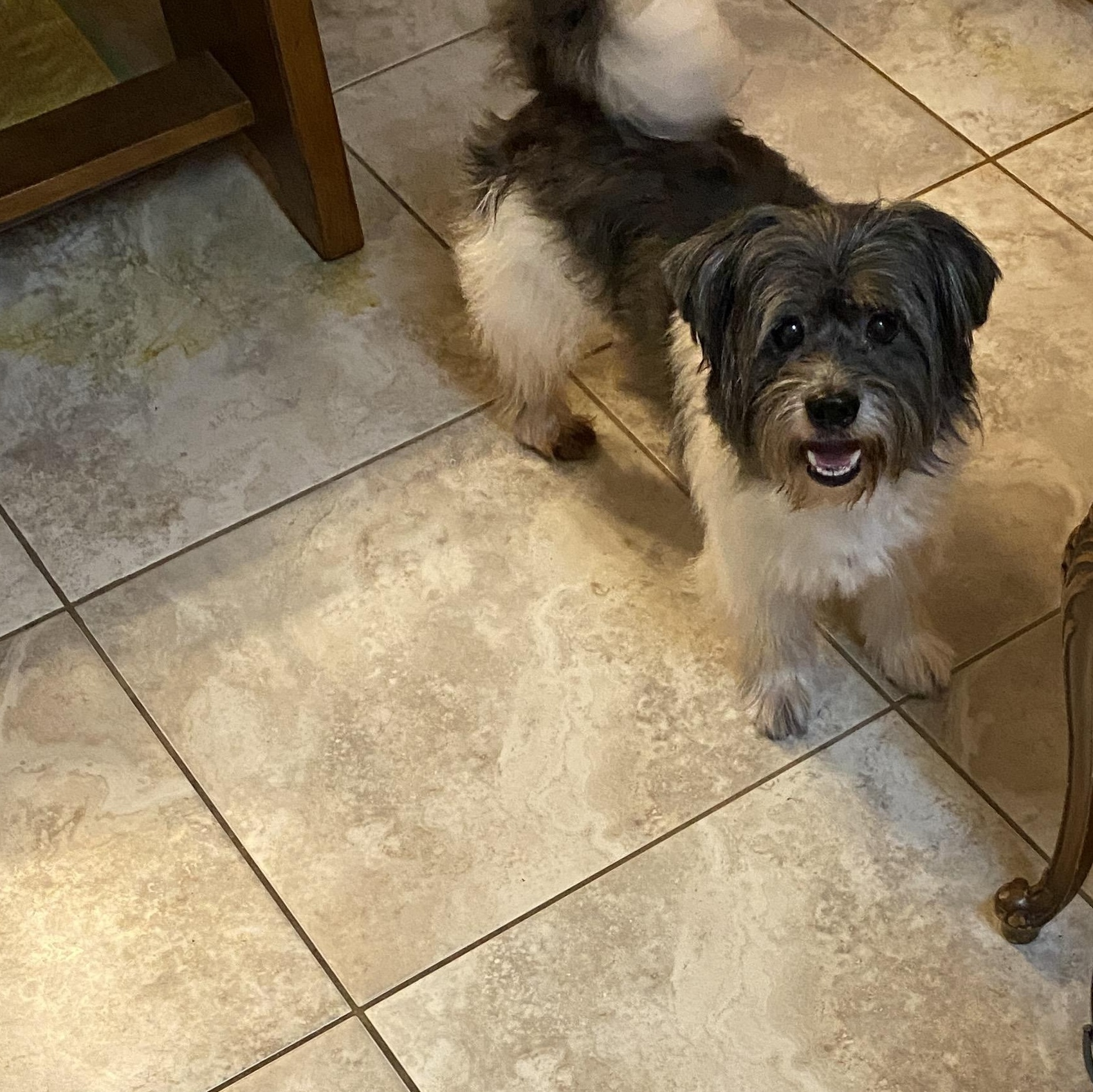 Gizmo, a Adoptable mixed breed in Bradenton, FL image 5/6