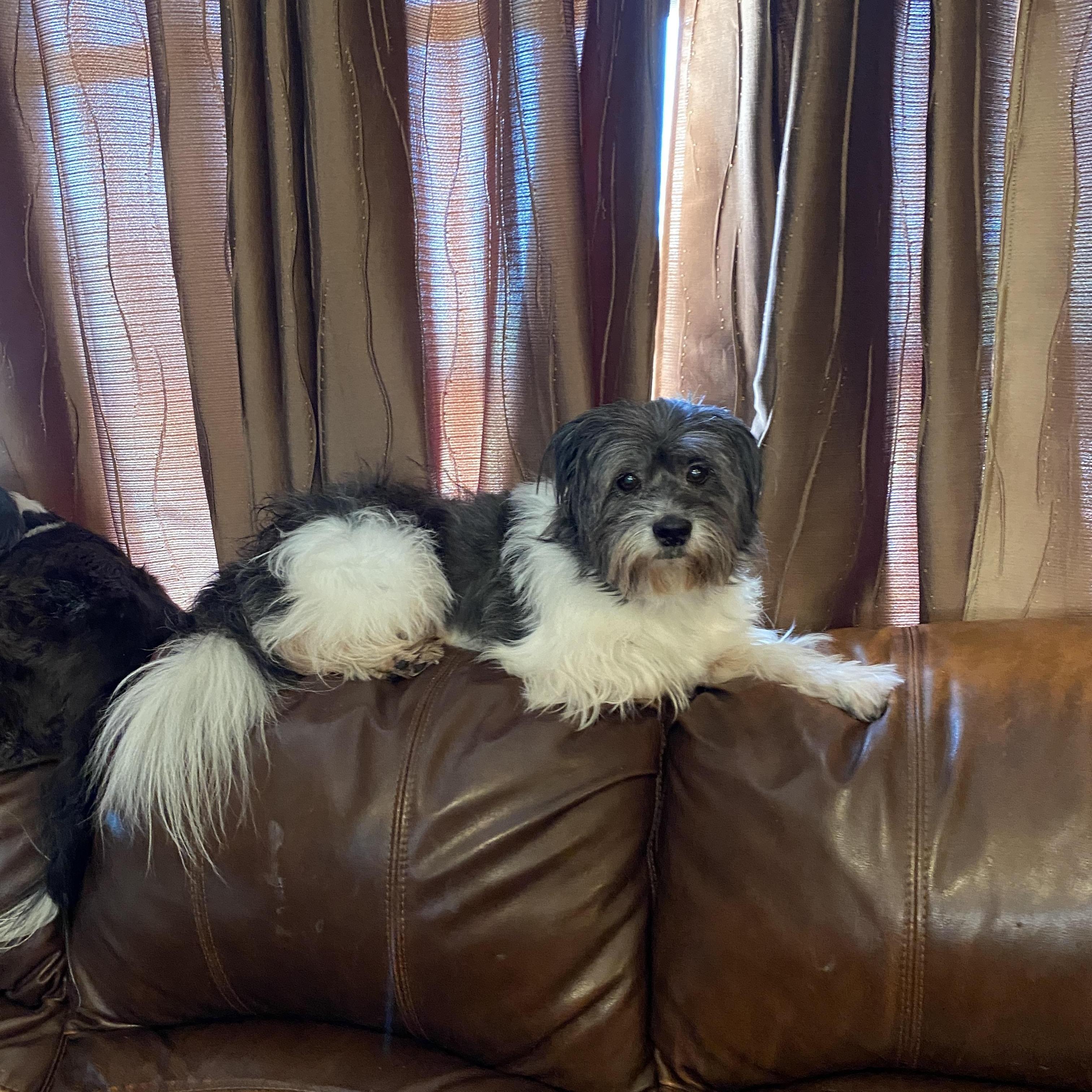 Gizmo, a Adoptable mixed breed in Bradenton, FL image 6/6