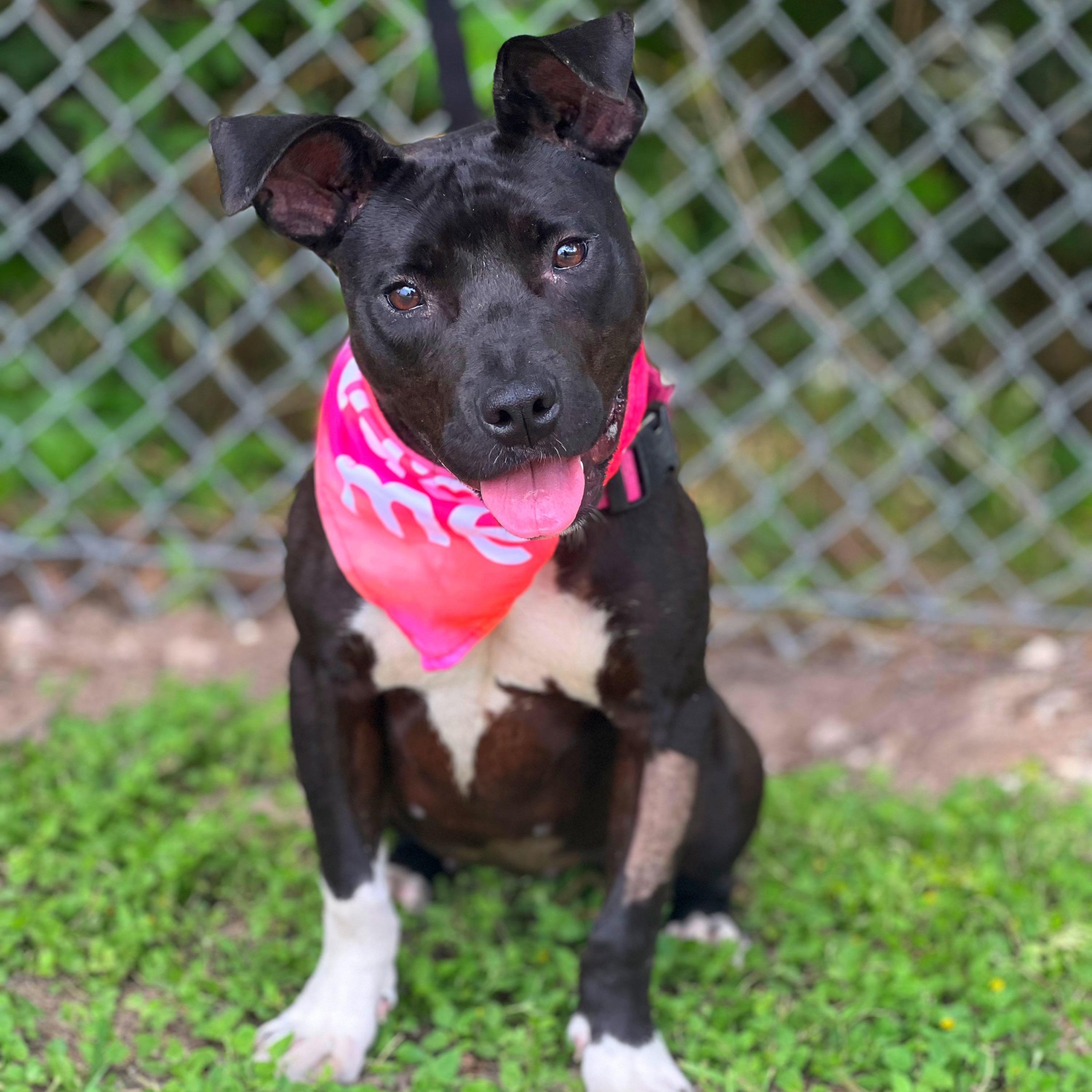 Sweetpea, Young Female Pit Bull Terrier