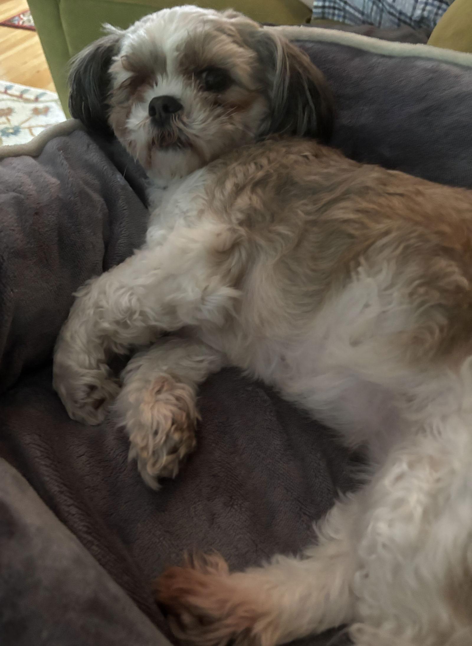 Enlarge Zoey - CHS, a Adopted Lhasa Apso in Pataskala, OH image 1/3