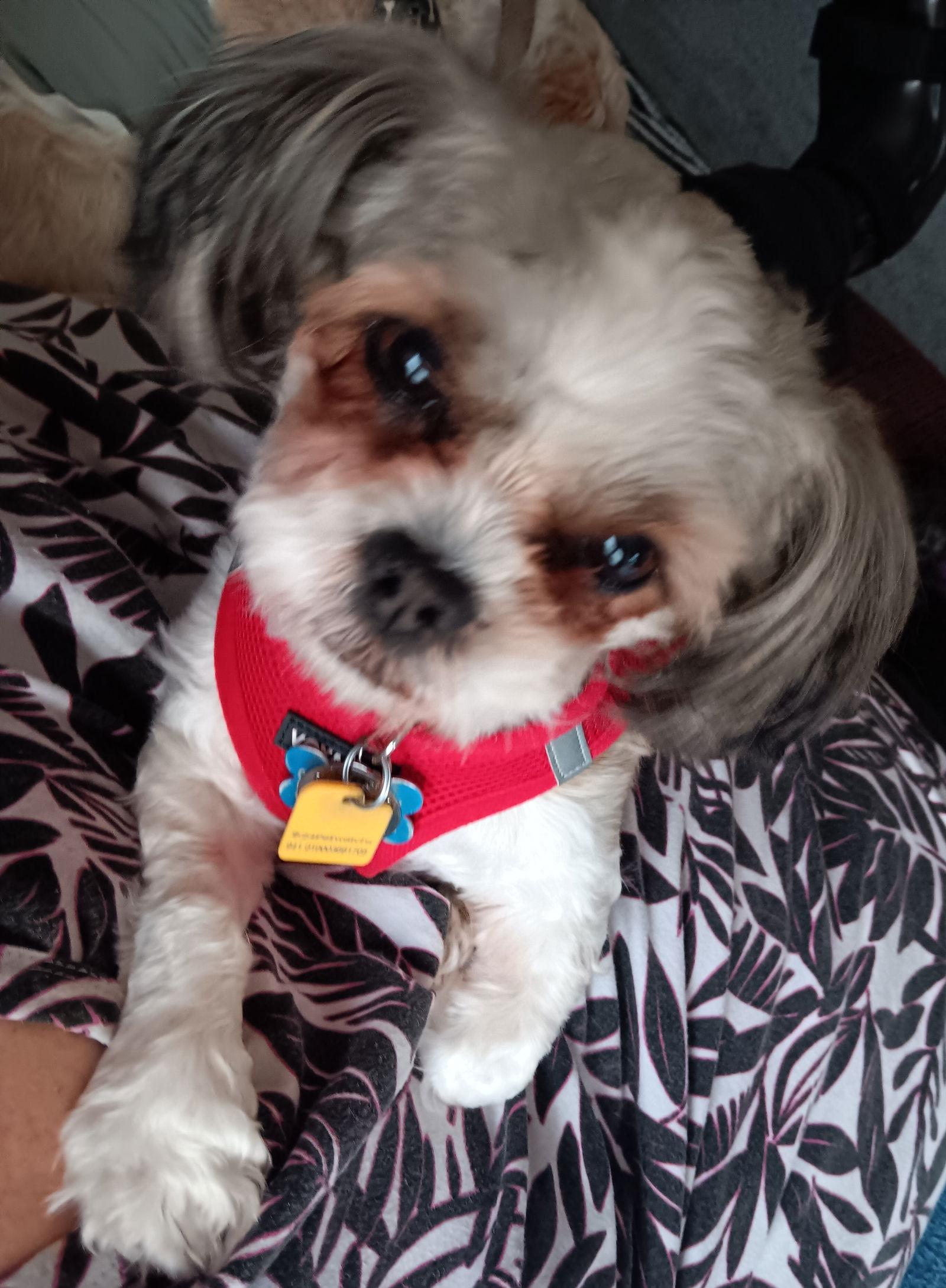 Enlarge Zoey - CHS, a Adopted Lhasa Apso in Pataskala, OH image 2/3