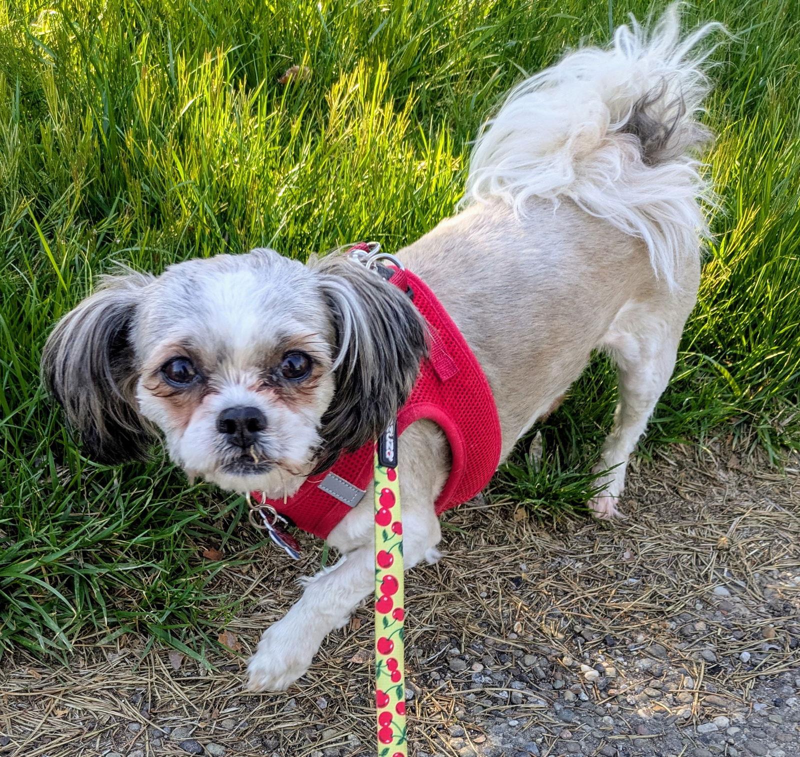 Enlarge Zoey - CHS, a Adopted Lhasa Apso in Pataskala, OH image 3/3