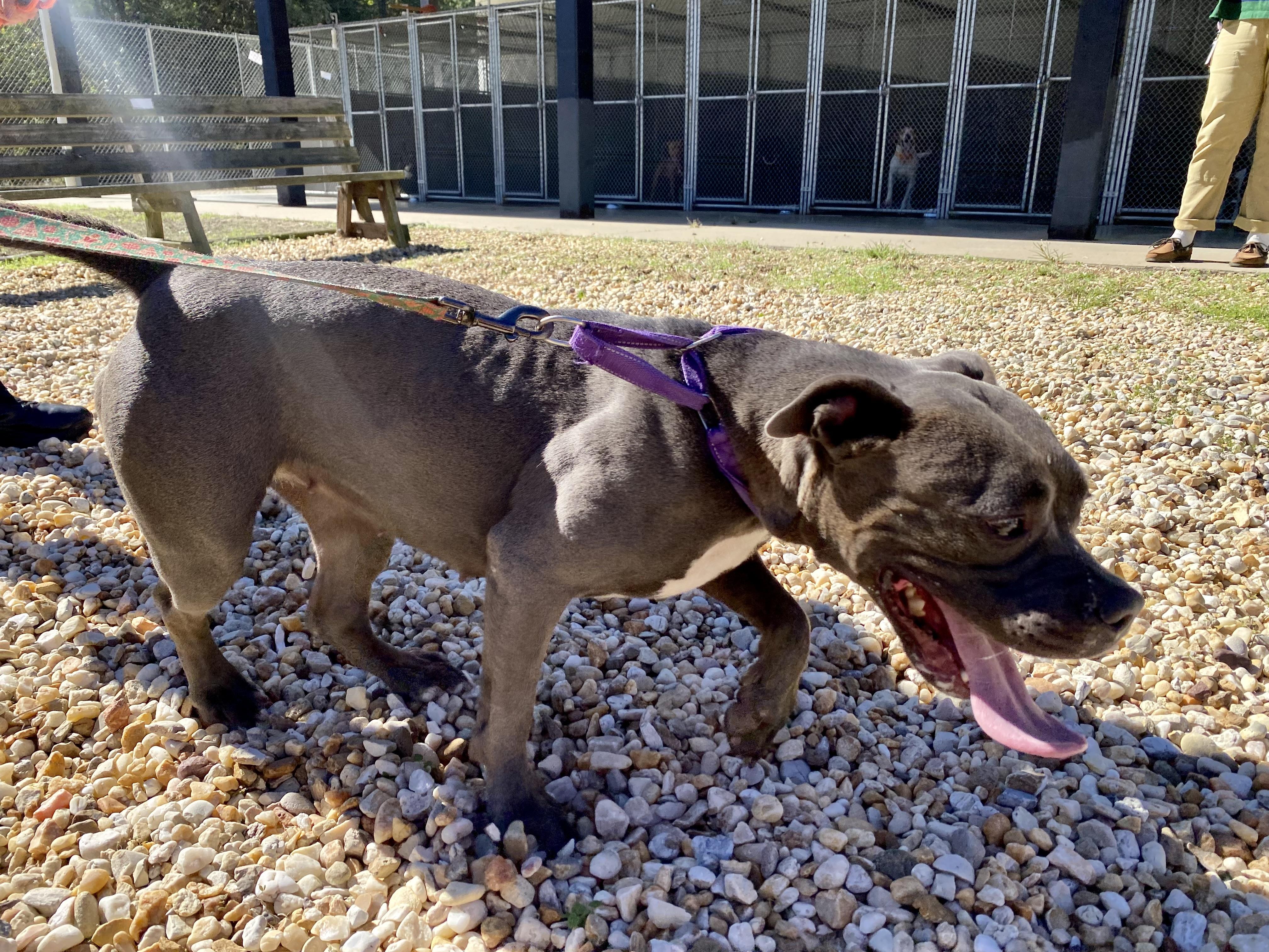 Enlarge Zuri, a Adoptable Pit Bull Terrier in King George, VA image 2/2