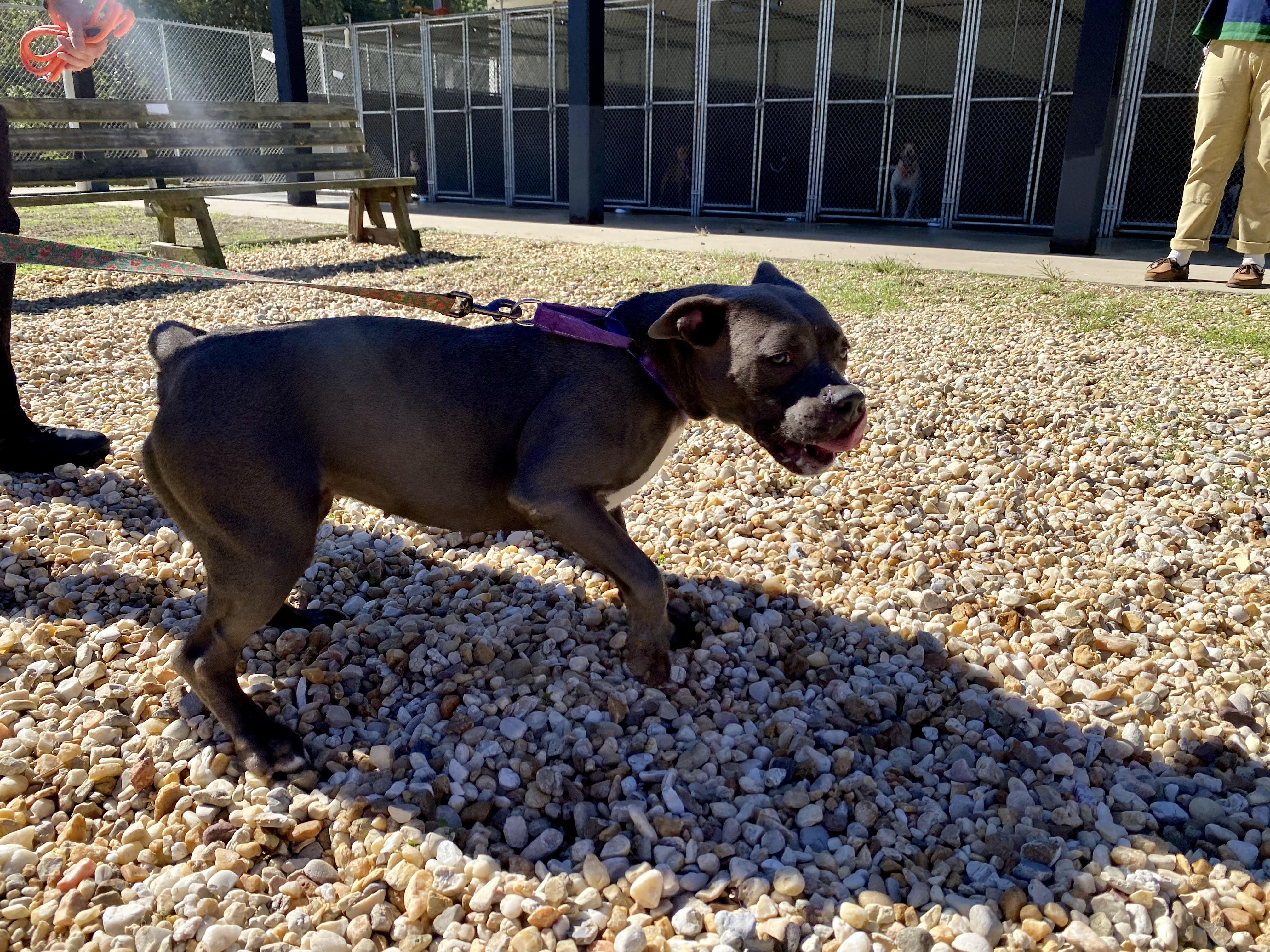Enlarge Zuri, a Adoptable Pit Bull Terrier in King George, VA image 1/2