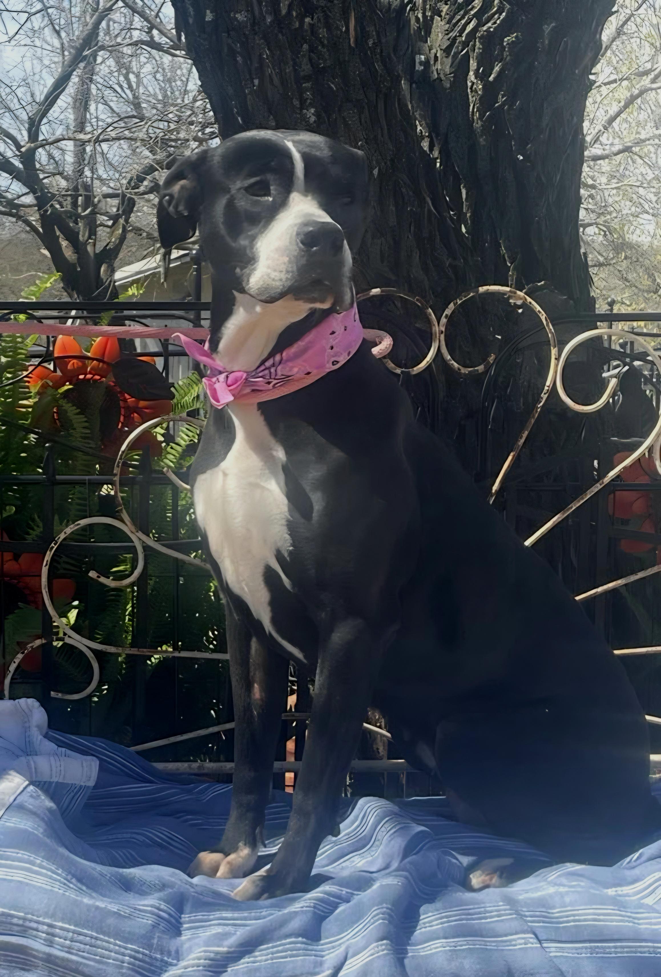 Bubbles, an adoptable Labrador Retriever, American Bulldog in Dallas, TX, 75313 | Photo Image 1