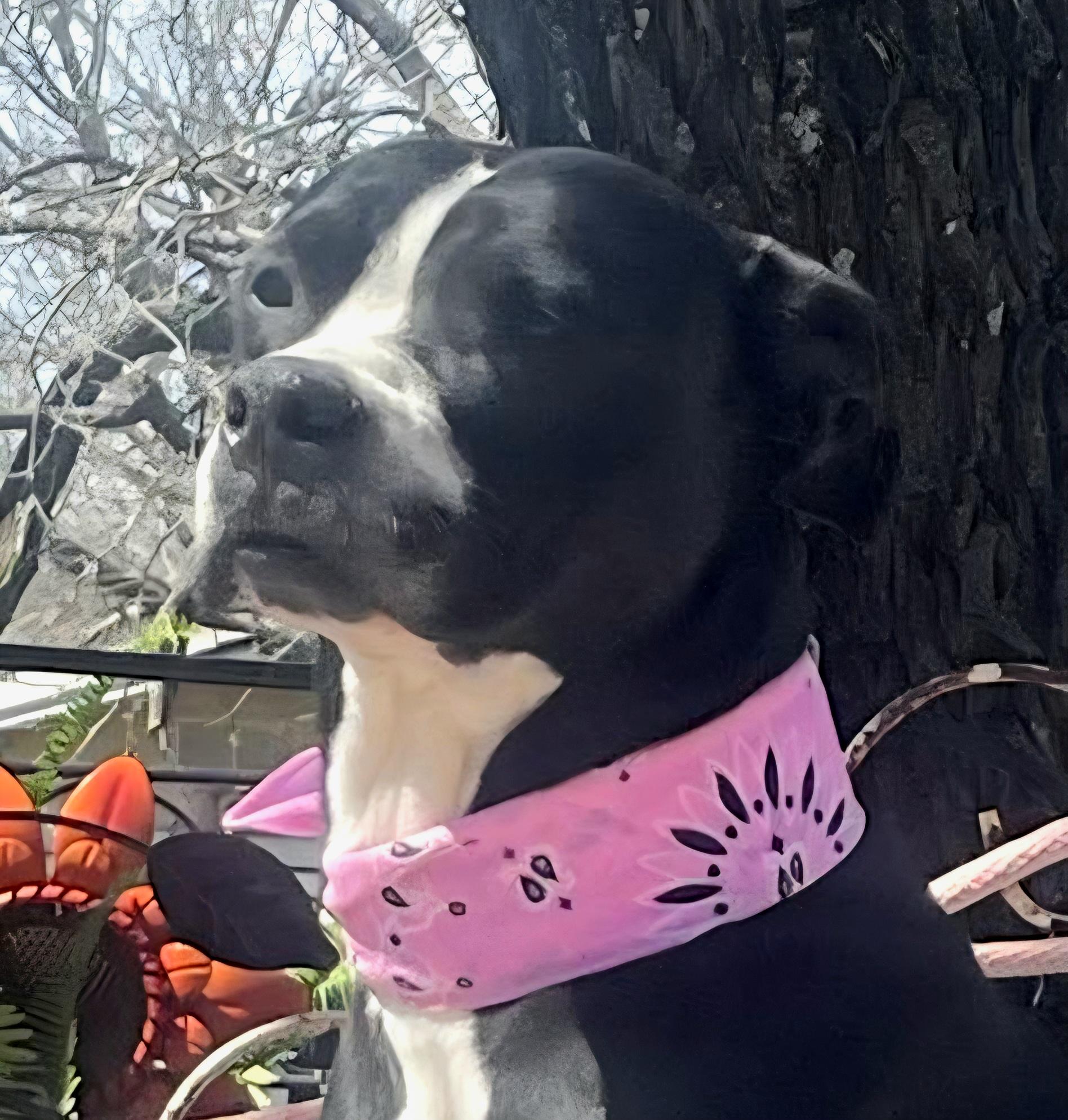 Bubbles, an adoptable Labrador Retriever, American Bulldog in Dallas, TX, 75313 | Photo Image 2