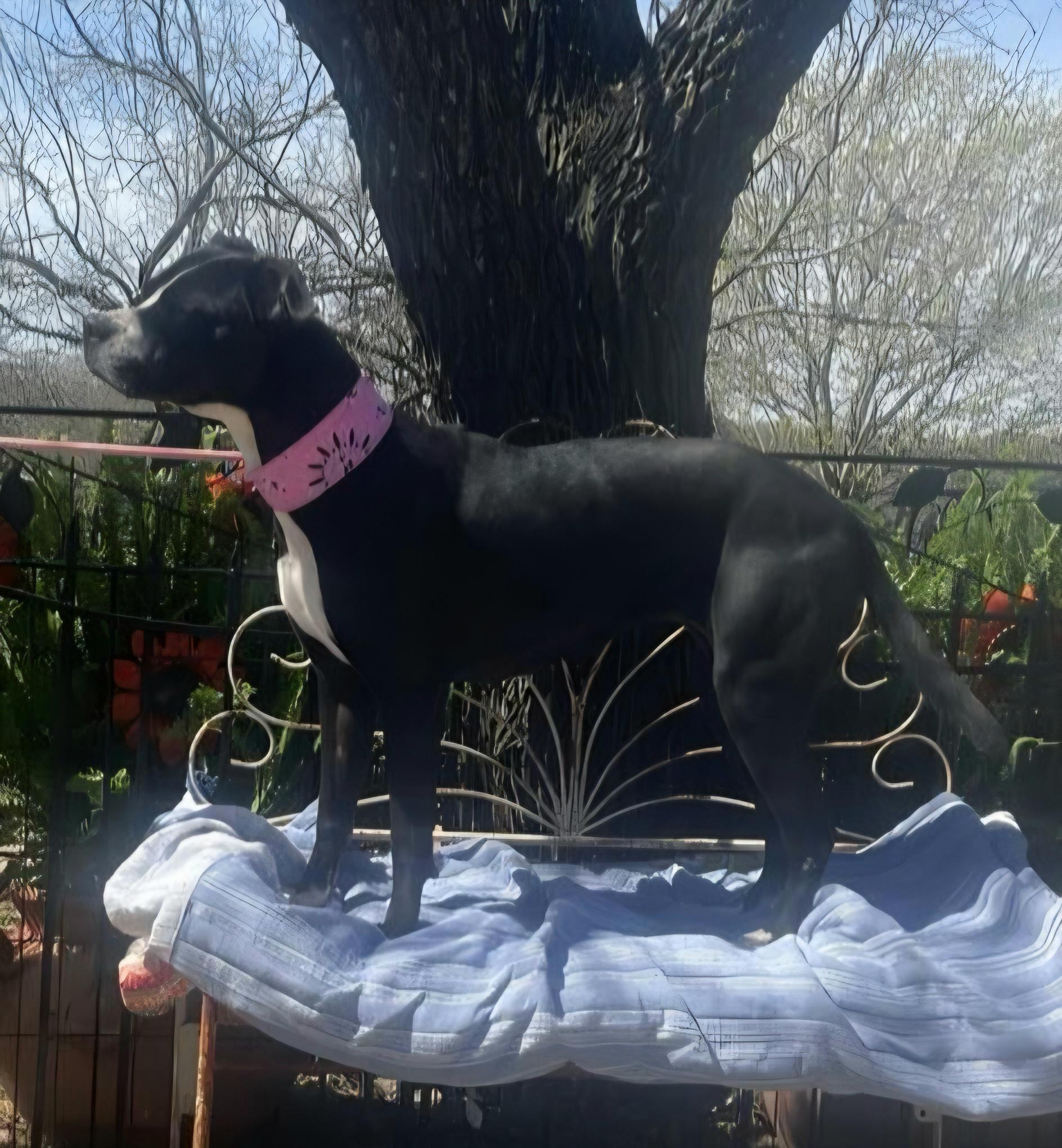 Bubbles, an adoptable Labrador Retriever, American Bulldog in Dallas, TX, 75313 | Photo Image 3