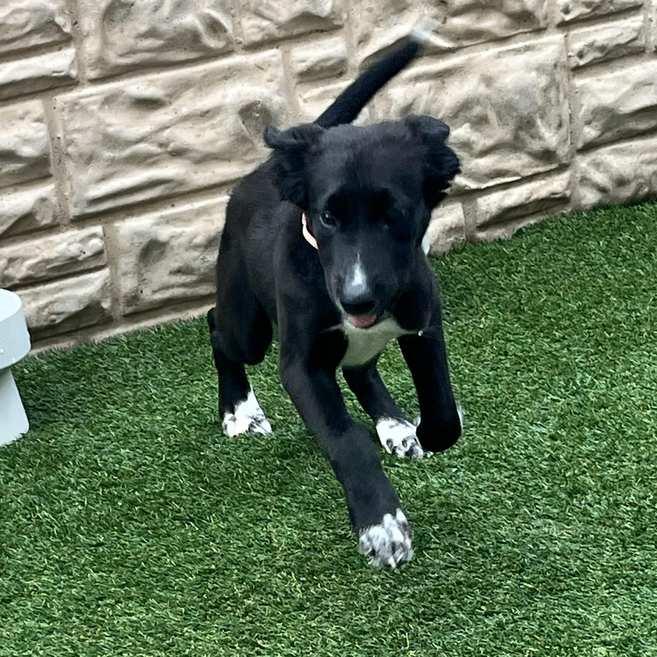 Tambourine — thumbnail 4