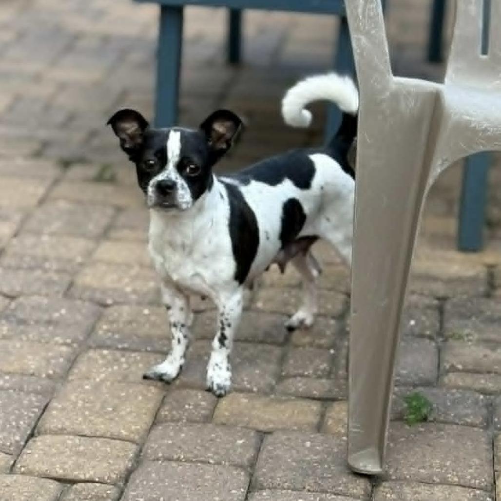 Aryn, a Adoptable mixed breed in Katy, TX image 2/6