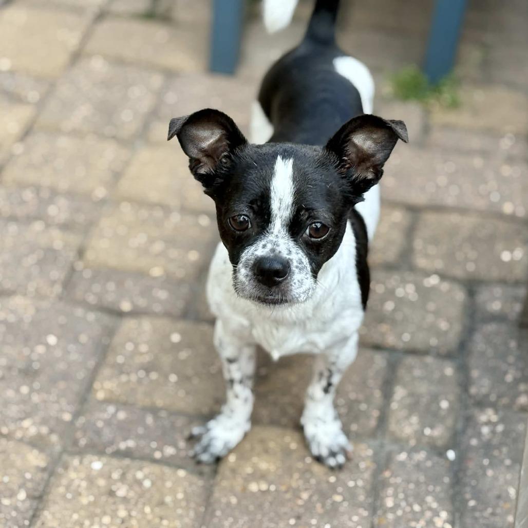 Aryn, a Adoptable mixed breed in Katy, TX image 3/6