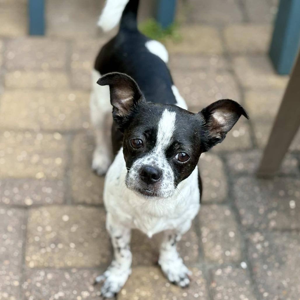Aryn, a Adoptable mixed breed in Katy, TX image 4/6