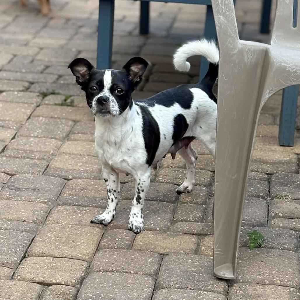 Aryn, a Adoptable mixed breed in Katy, TX image 5/6