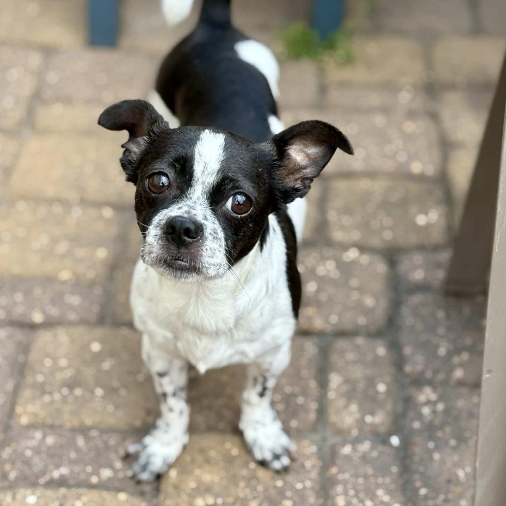 Aryn, a Adoptable mixed breed in Katy, TX image 6/6