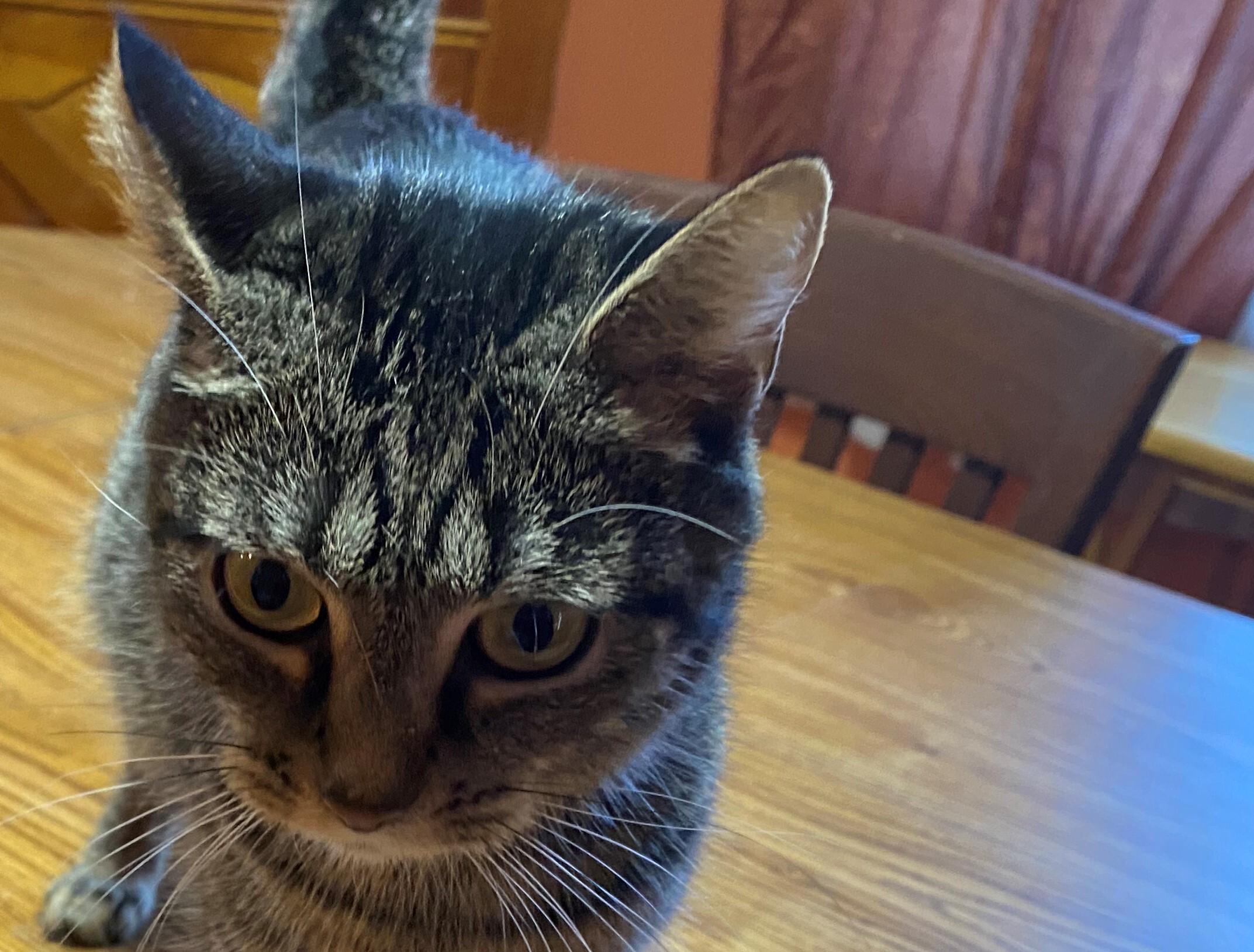 Pocahotas, a Adoptable mixed breed in Stahlstown, PA image 1/6