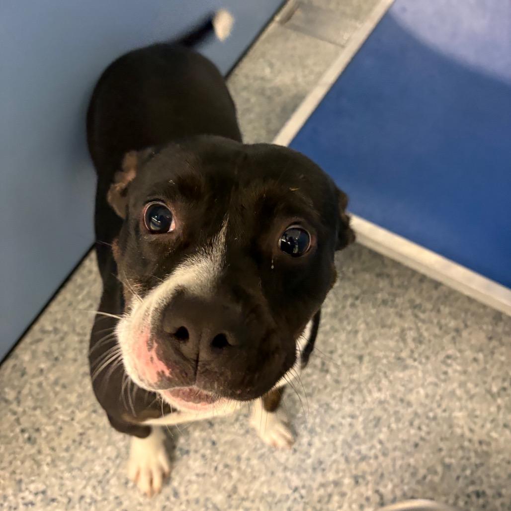 Enlarge Annie, a Adoptable Pit Bull Terrier in Manhattan, KS image 1/1