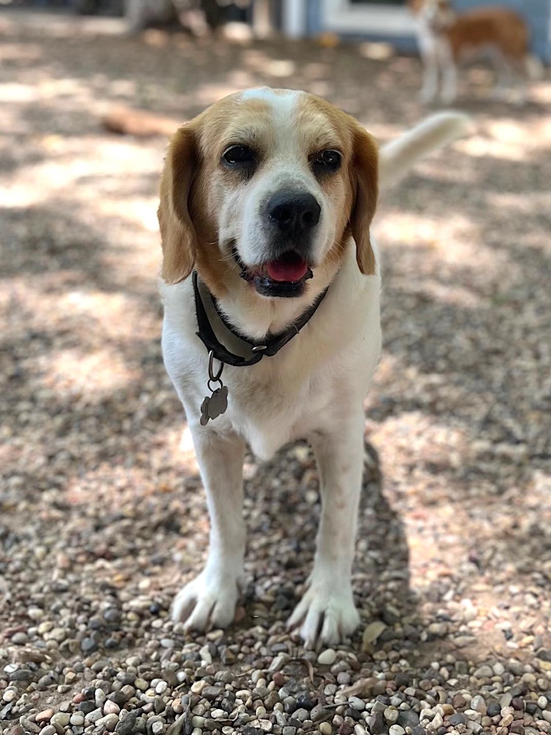 Shiloh, Adoptable, Senior Male Beagle.