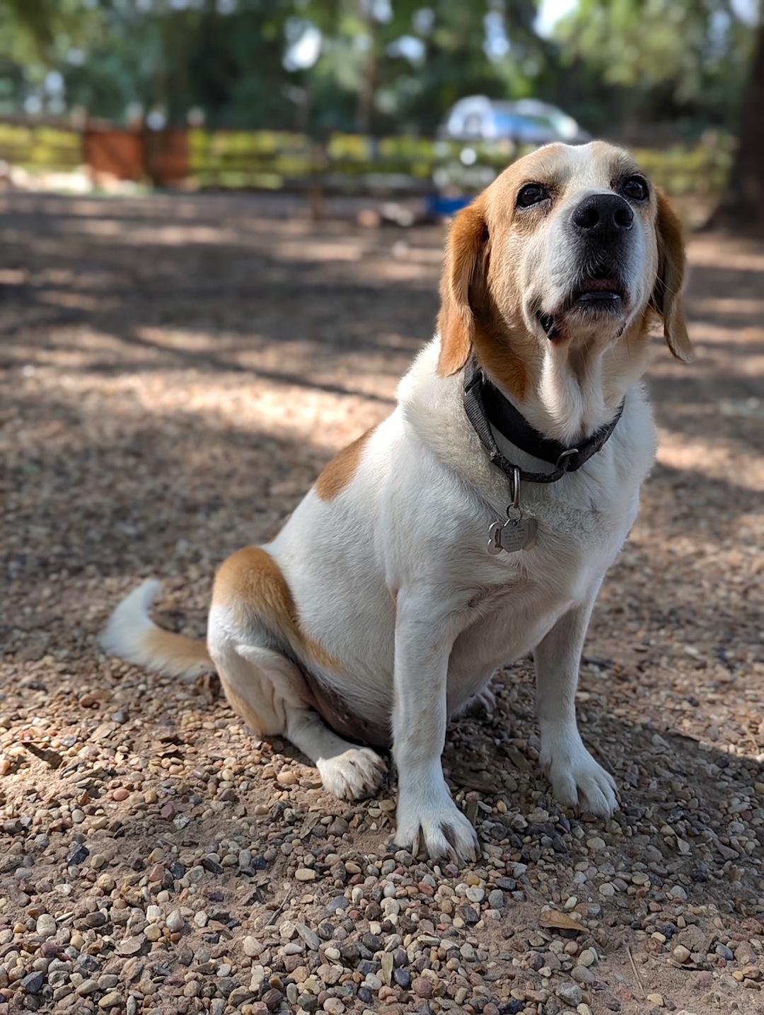 Shiloh, a Adoptable mixed breed in Tomball, TX image 3/5