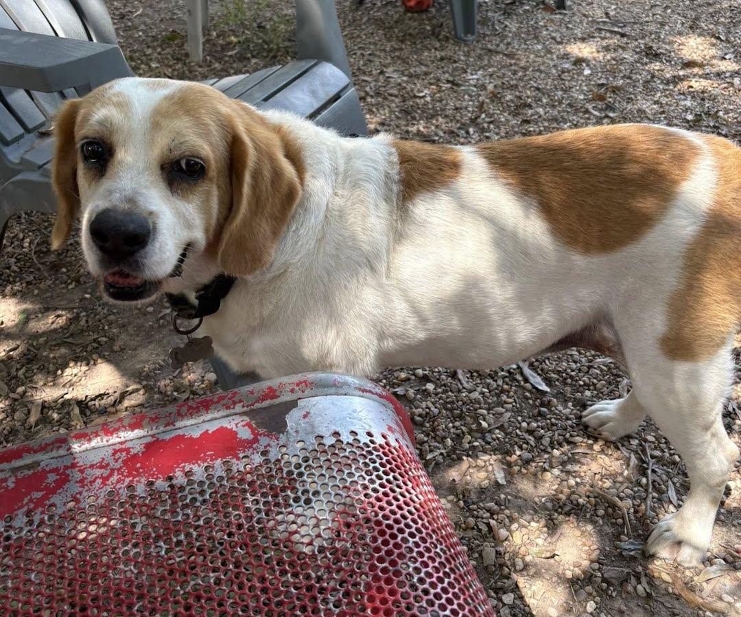 Shiloh, a Adoptable mixed breed in Tomball, TX image 4/5