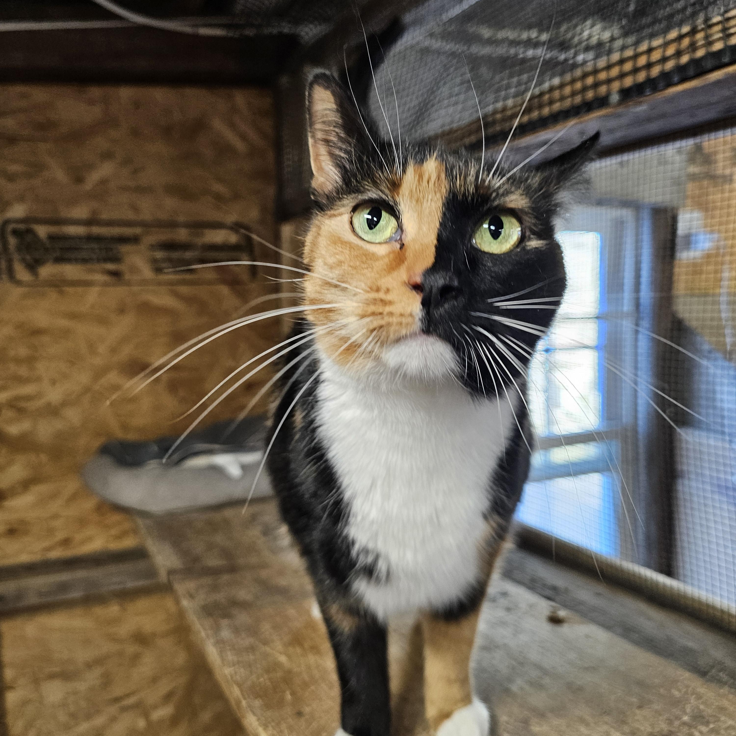 Enlarge Bitsy, an adopted Calico in Richmond, VA image 4/6