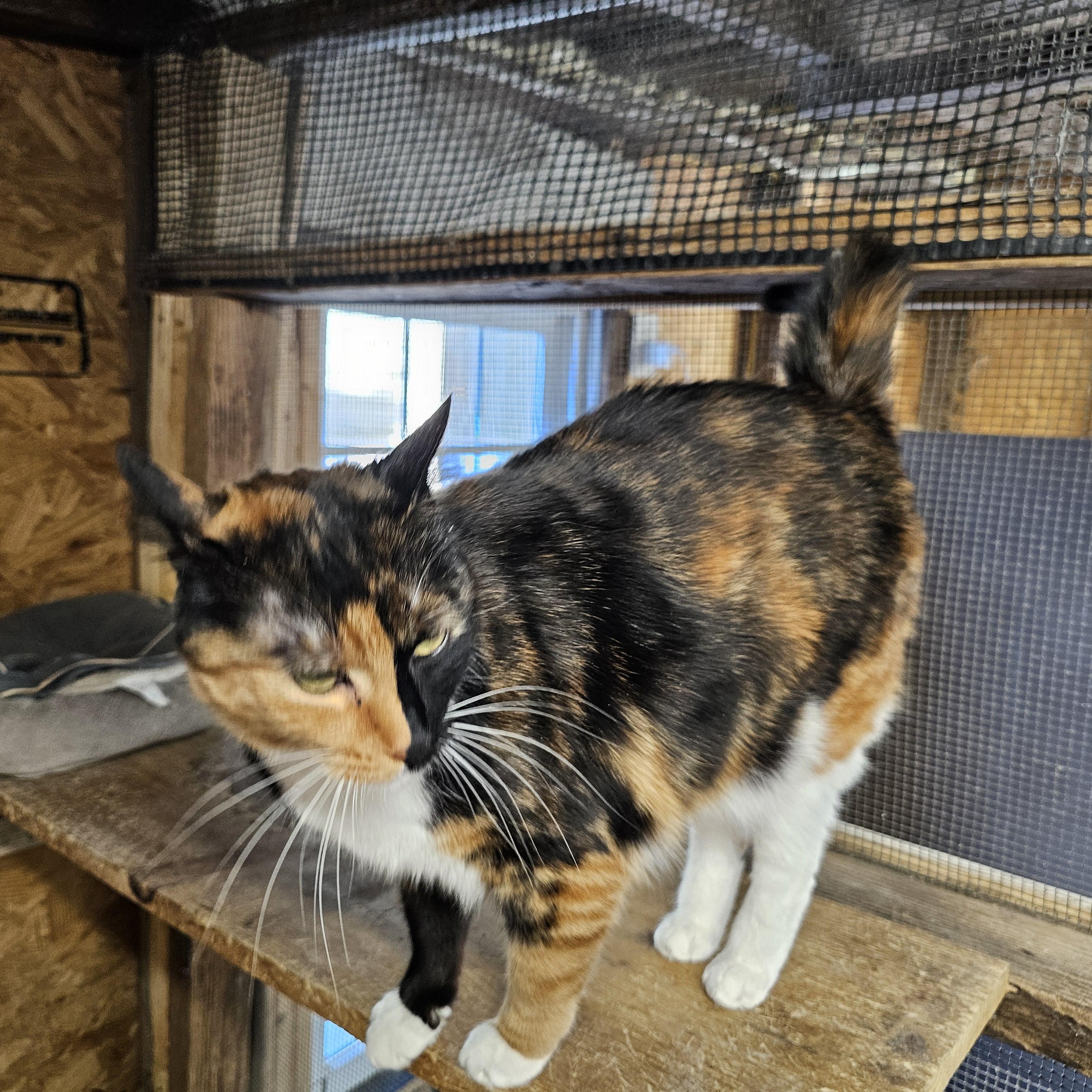 Enlarge Bitsy, an adopted Calico in Richmond, VA image 5/6