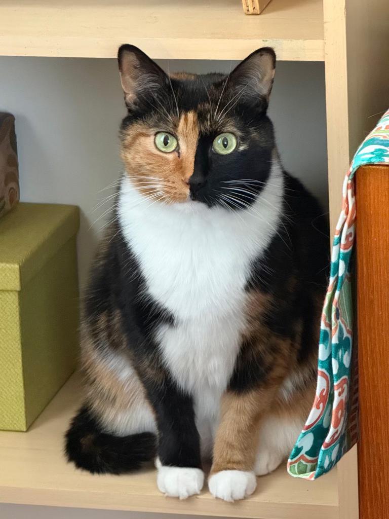 Enlarge Bitsy, an adopted Calico in Richmond, VA image 1/6