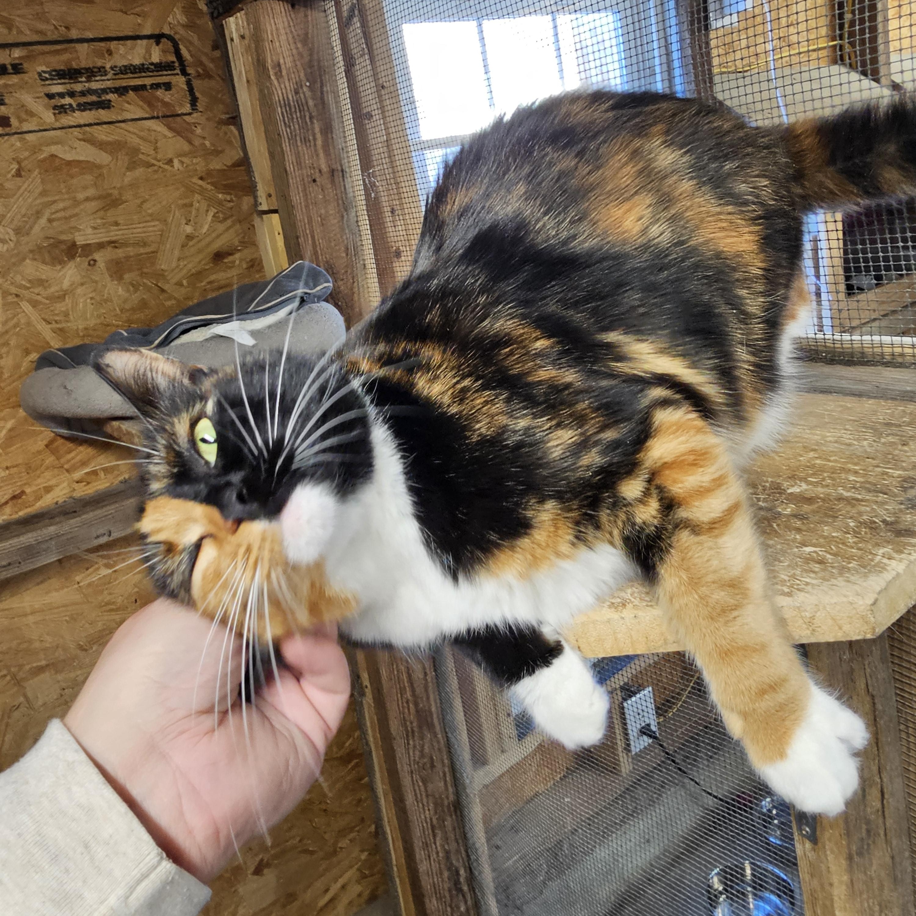 Enlarge Bitsy, an adopted Calico in Richmond, VA image 6/6