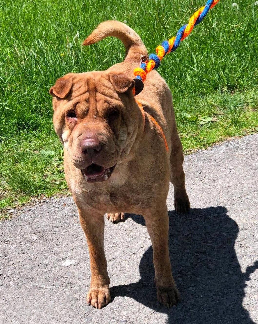 Aza, Adoptable, Adult Female Shar-Pei.