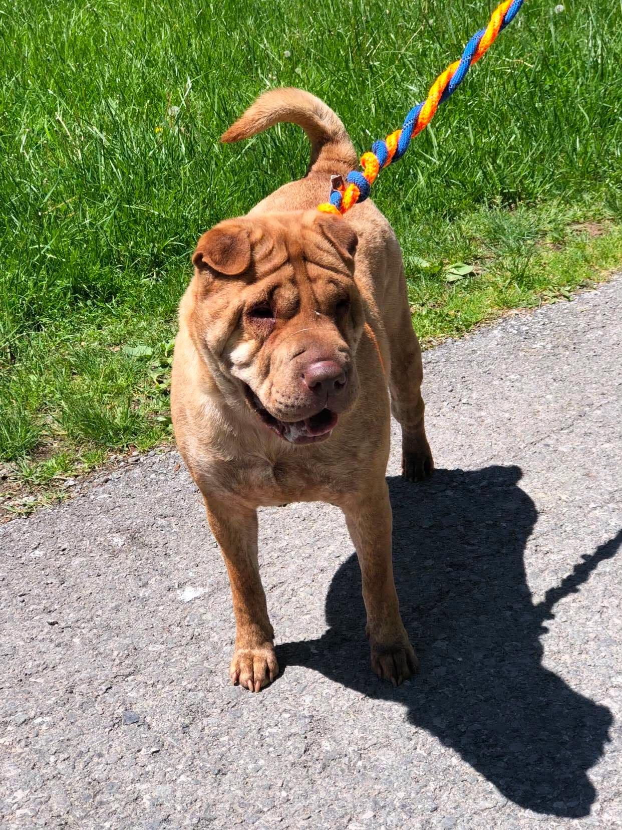 Enlarge Aza, a Adoptable Shar-Pei in Elkins, WV image 2/3
