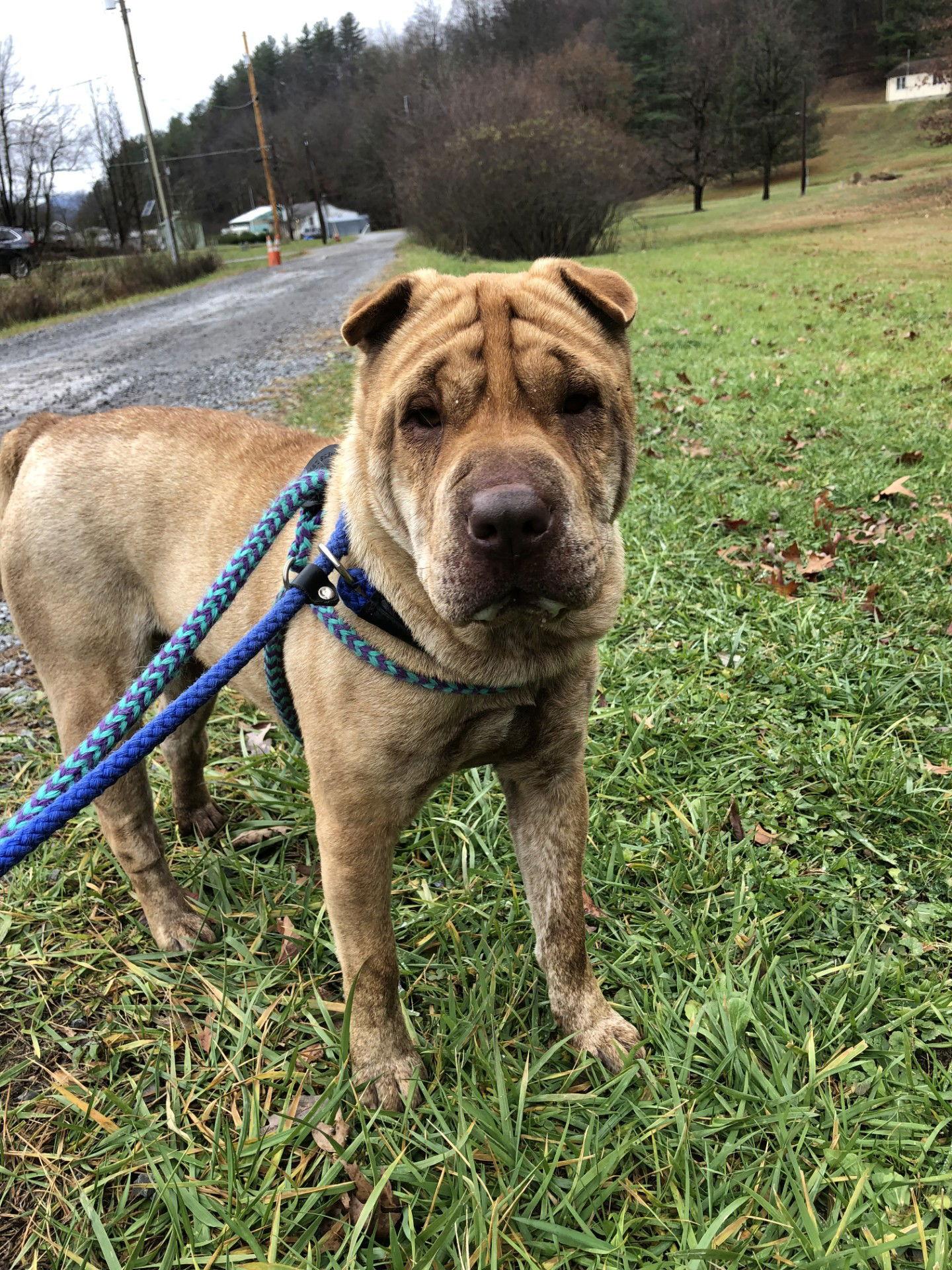 Aza, Adoptable, Adult Female Shar-Pei.