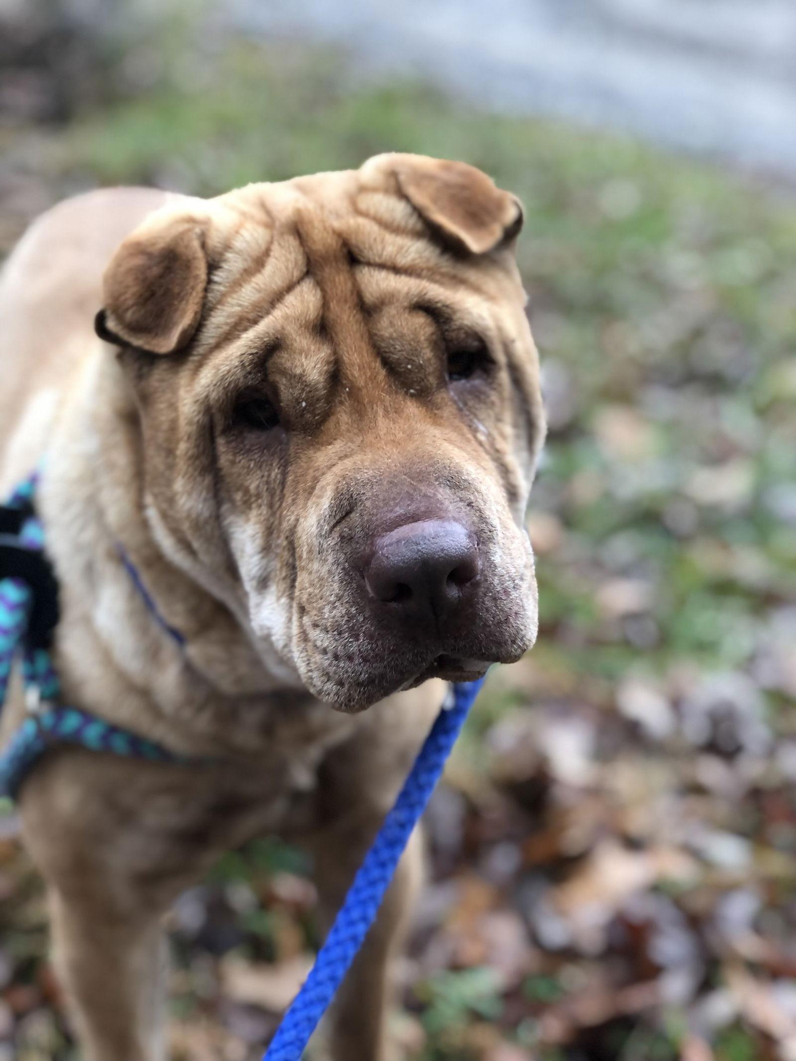 Aza, a Adoptable Shar-Pei in Elkins, WV image 2/2
