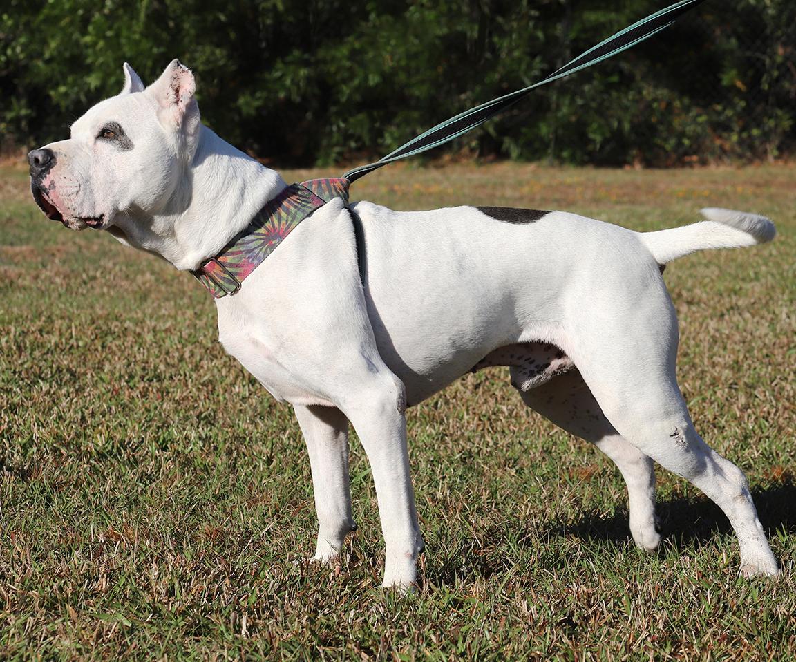 Zero, a Adoptable mixed breed in North Fort Myers, FL image 3/4