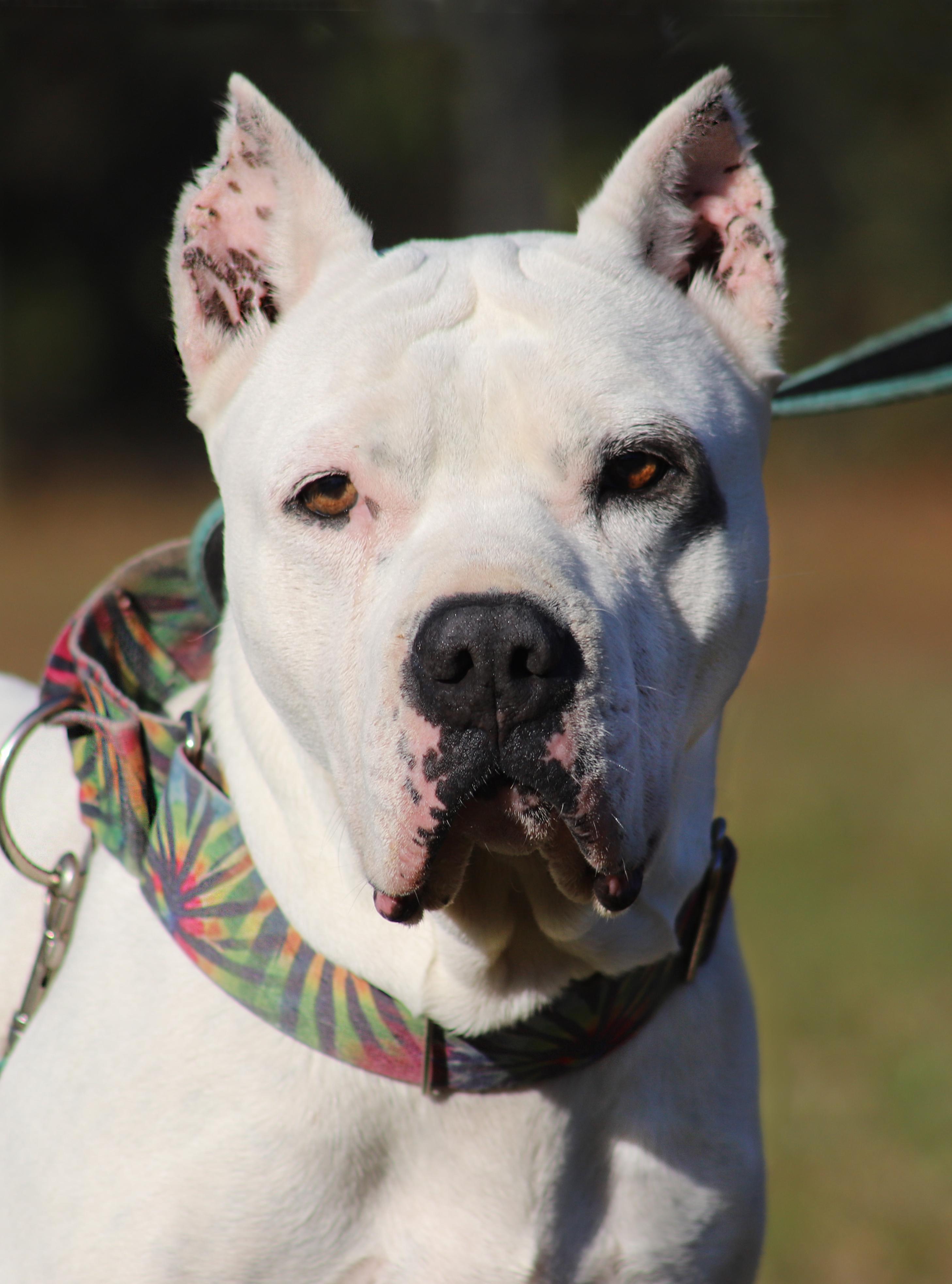 Zero, a Adoptable mixed breed in North Fort Myers, FL image 1/4