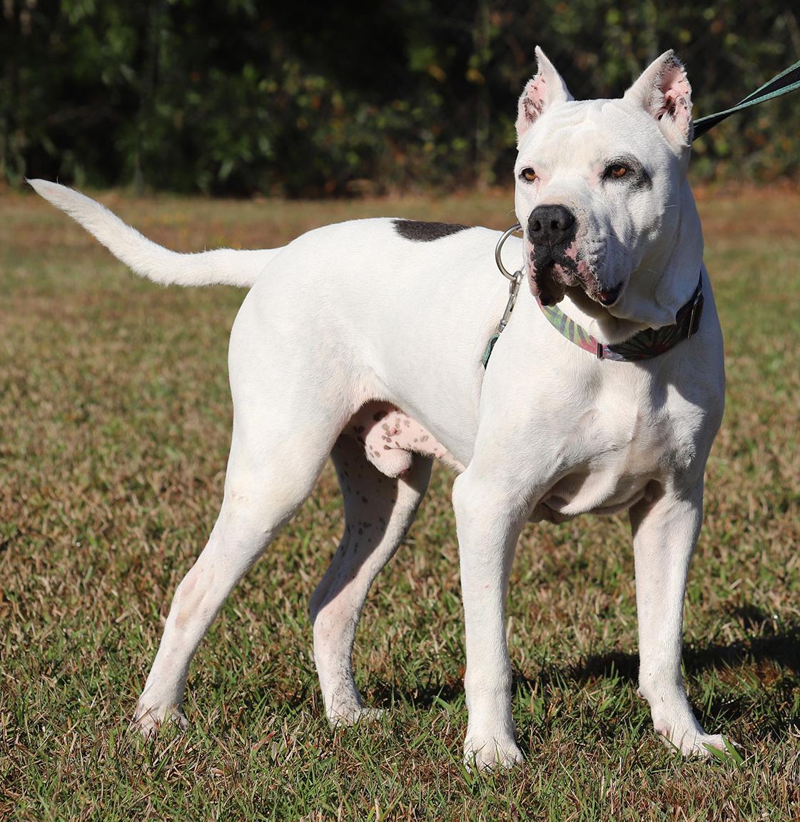 Zero, a Adoptable mixed breed in North Fort Myers, FL image 2/4