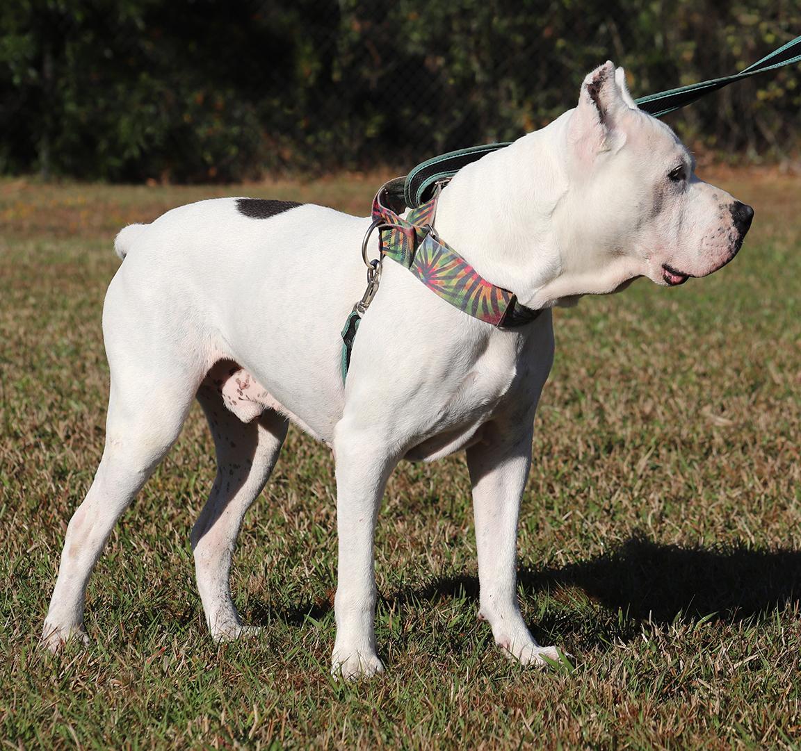 Zero, a Adoptable mixed breed in North Fort Myers, FL image 4/4