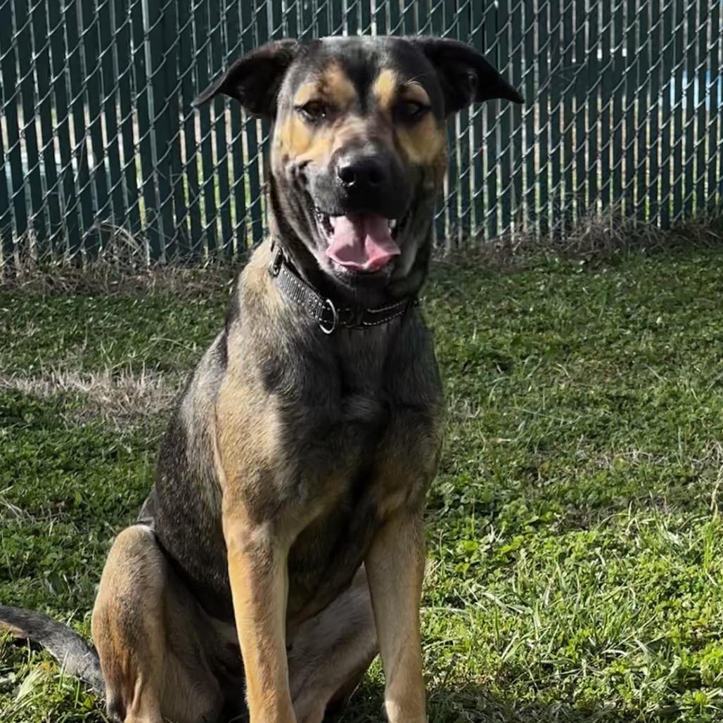 Enlarge Zuri, a Adoptable Shepherd in Cleveland, MS image 1/4