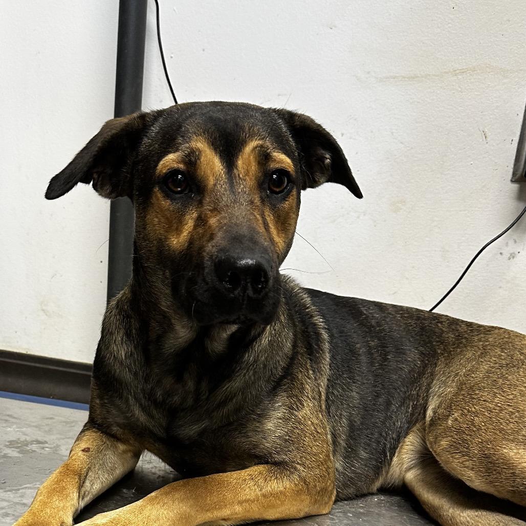 Enlarge Zuri, a Adoptable Shepherd in Cleveland, MS image 2/4